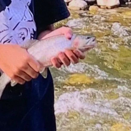 The most recent Westlope cutthroat trout catches on Fishbrain