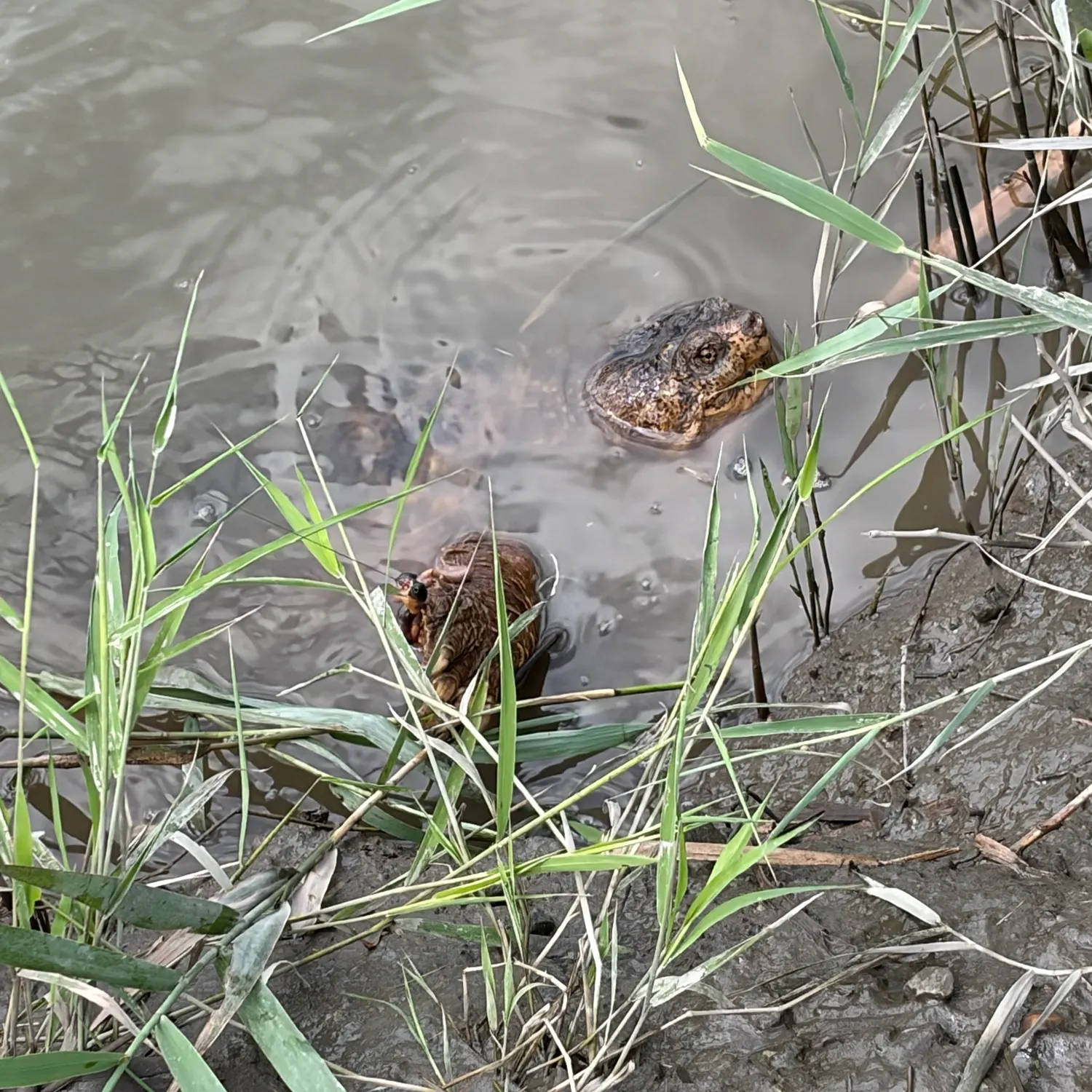 Common snapping turtle caught on Fishbrain