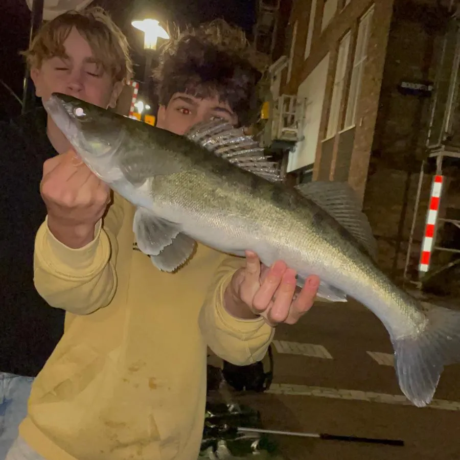 Zander caught on Fishbrain