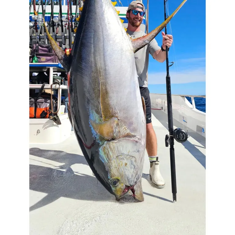 The most recent Yellowfin tuna catches on Fishbrain