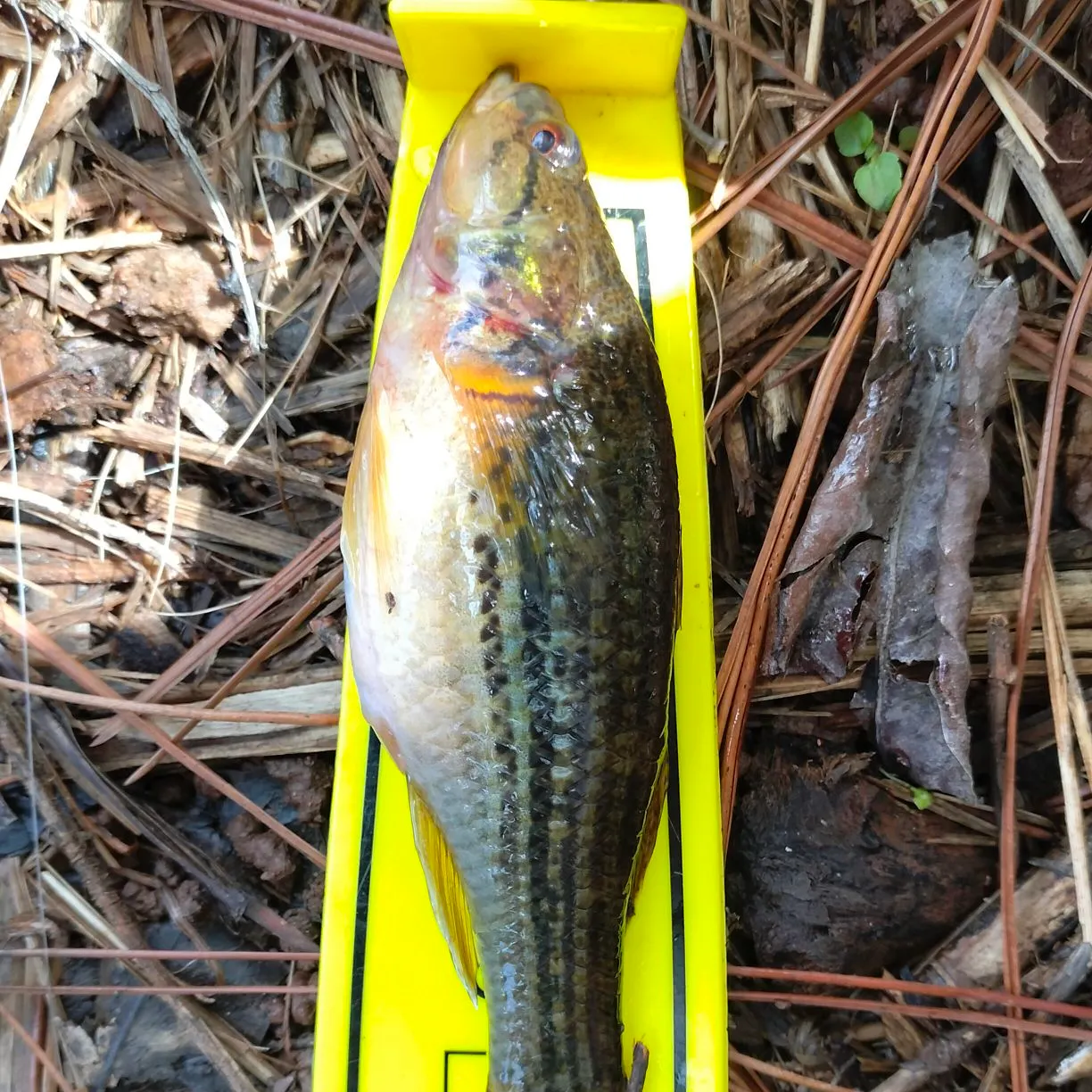 The most recent Cox's gudgeon catches on Fishbrain