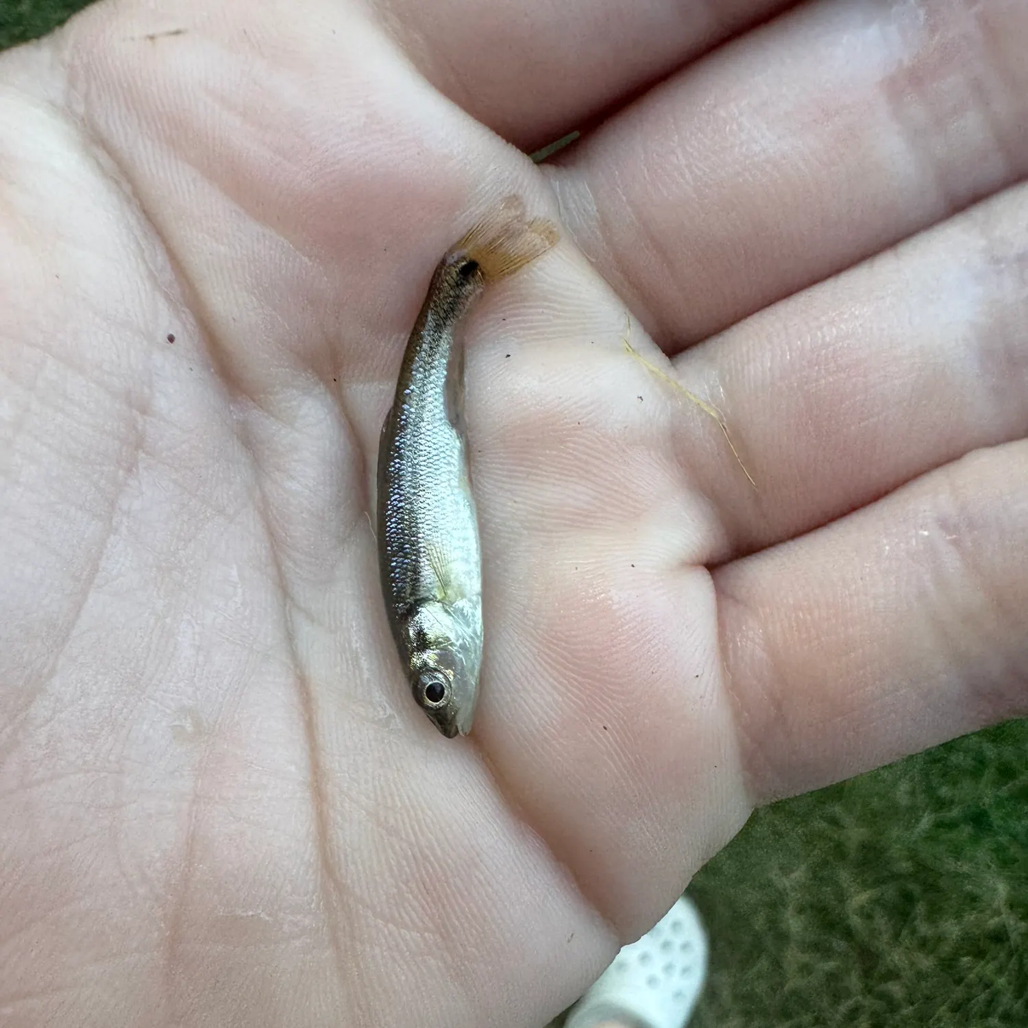 Creek chub caught on Fishbrain