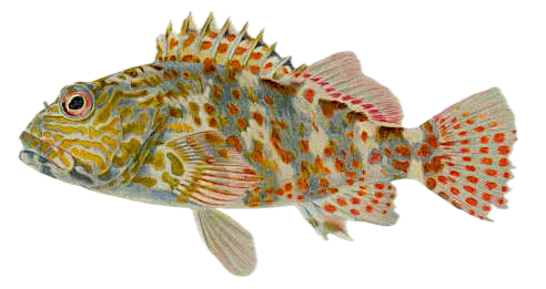 Stocky hawkfish