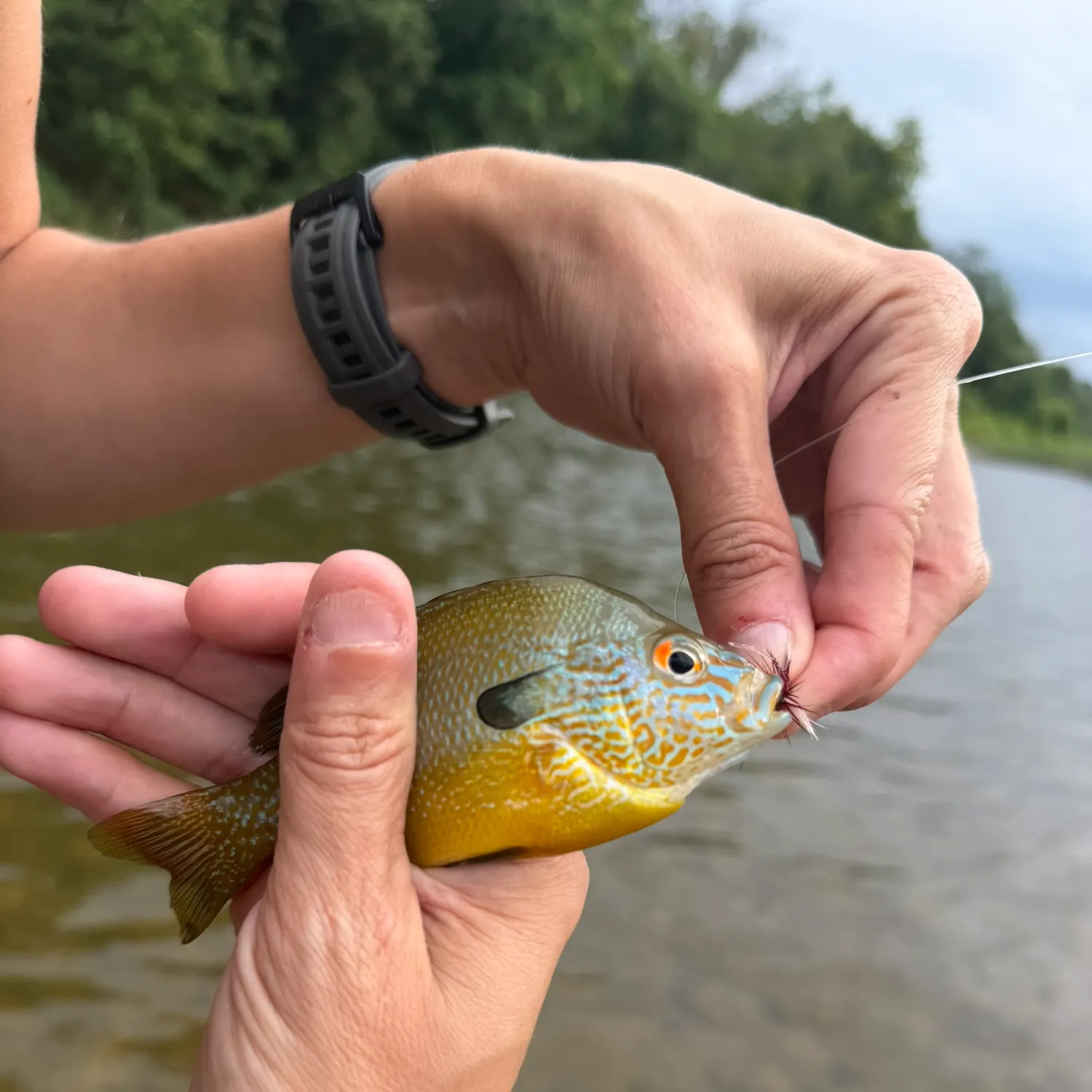 catch