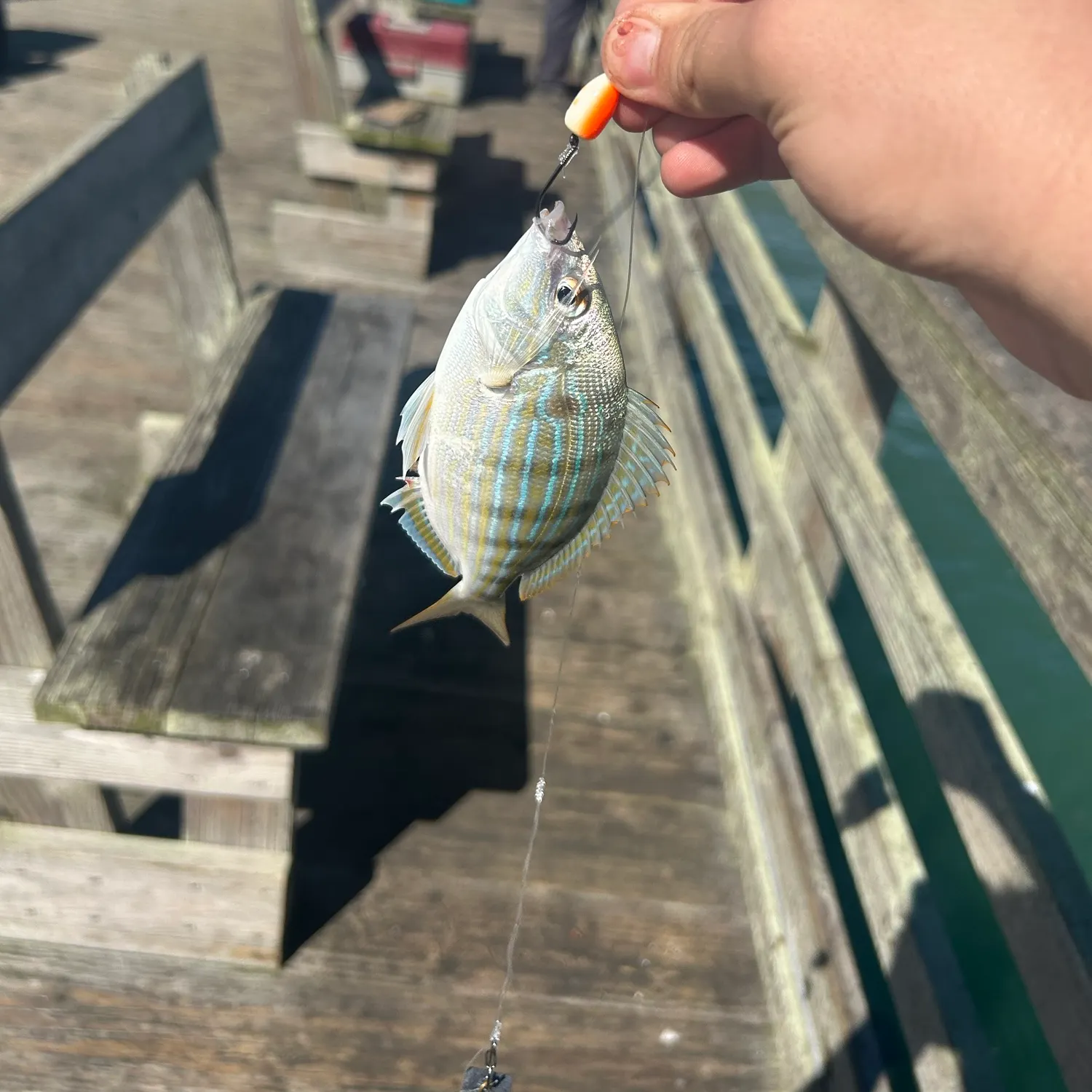 Pinfish caught on Fishbrain