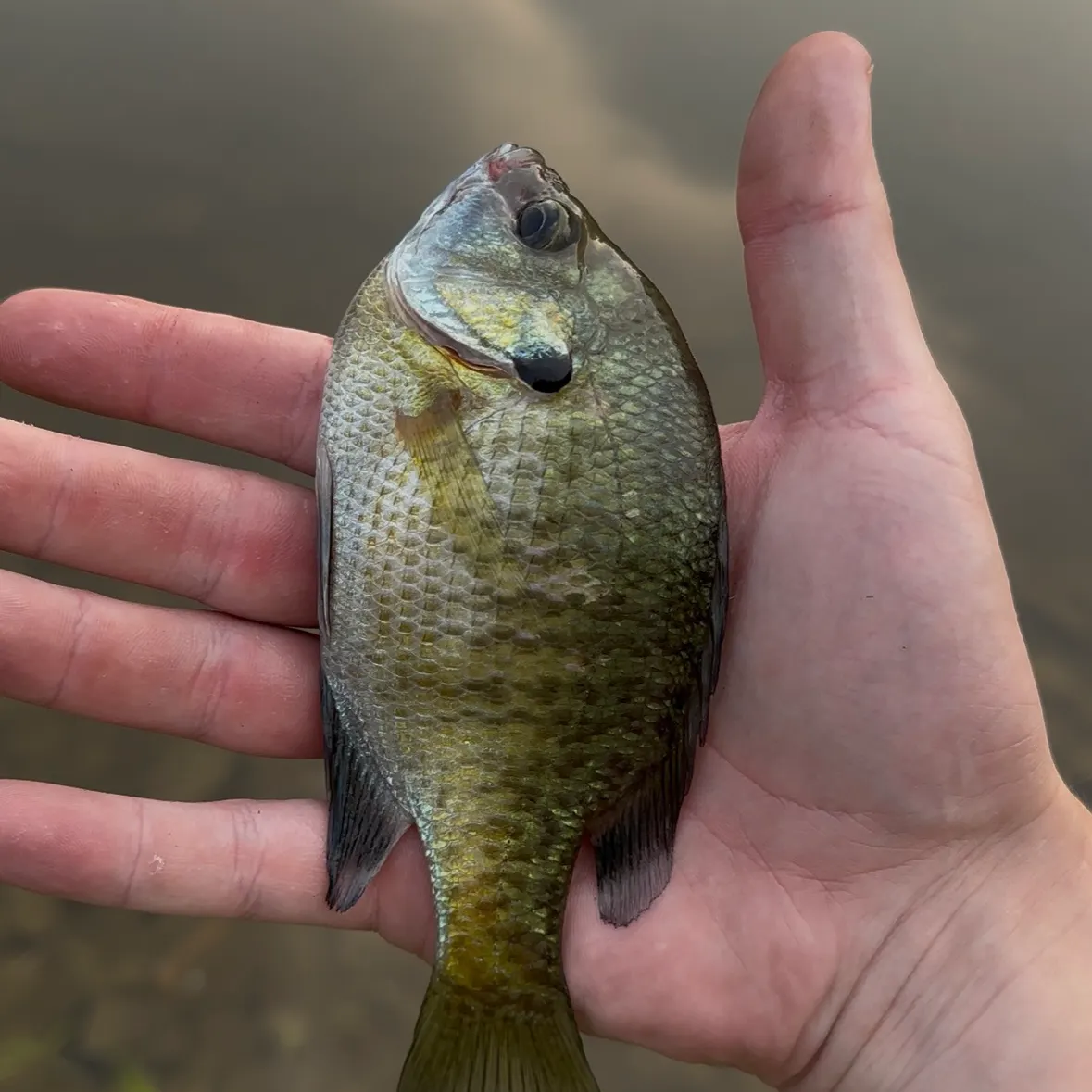 Bluegill caught on Fishbrain