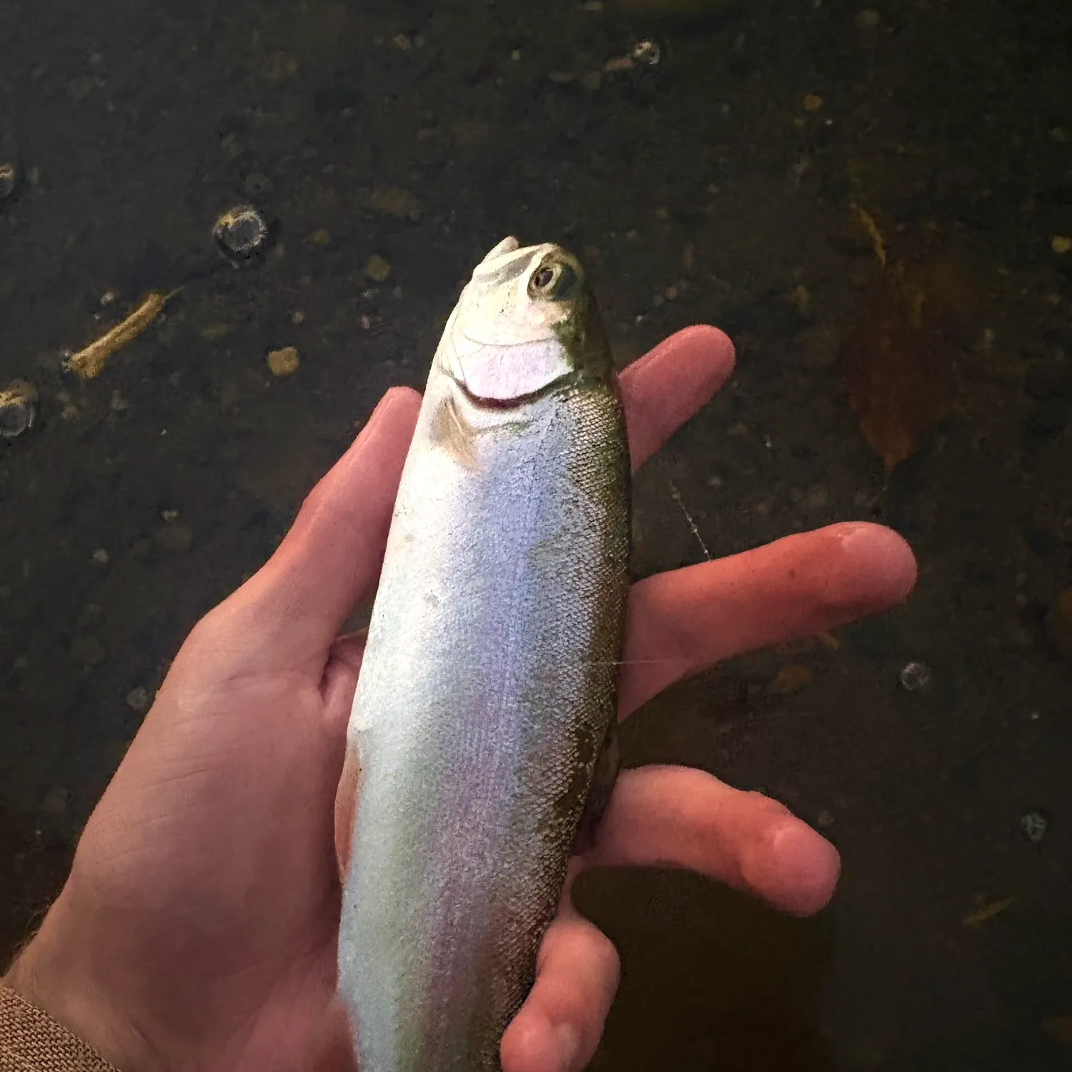 Rainbow trout caught on Fishbrain