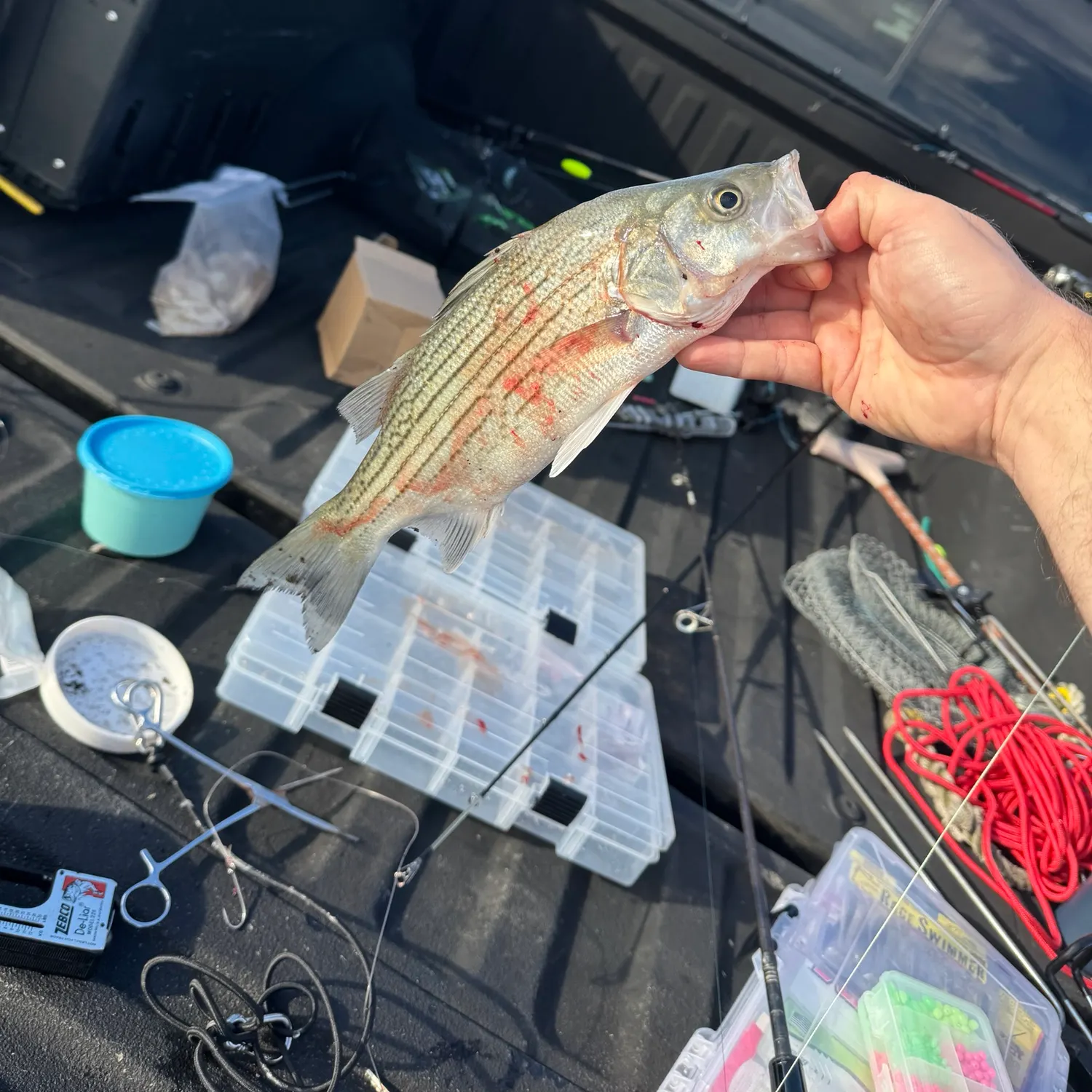 Wiper caught on Fishbrain