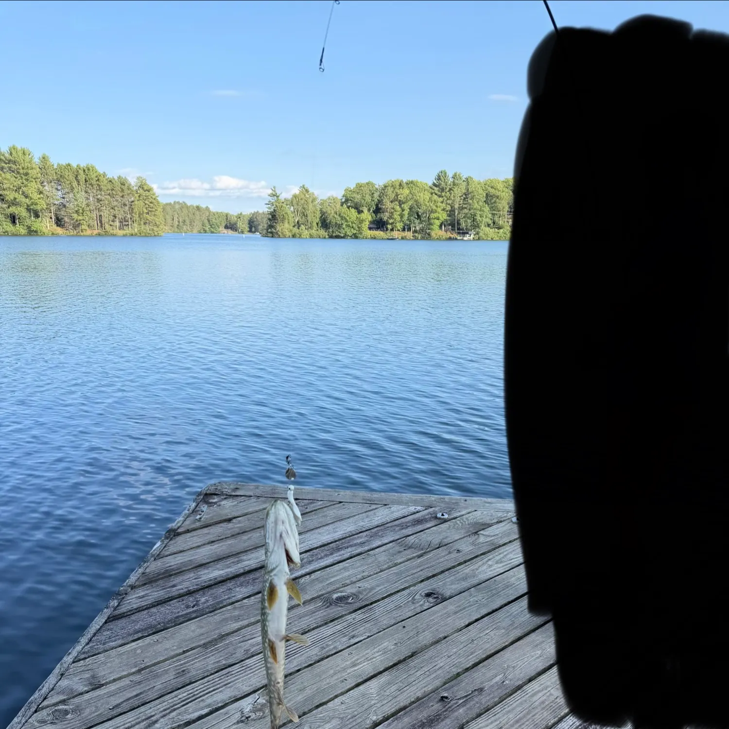 Northern pike caught on Fishbrain