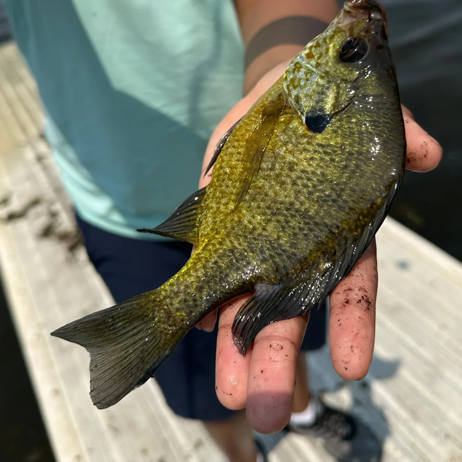 Bluegill caught on Fishbrain