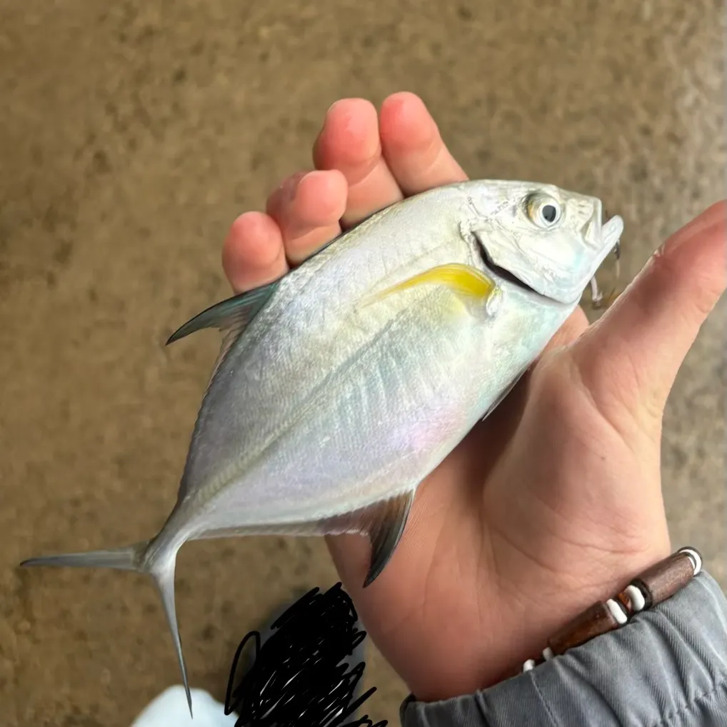 The most recent Bluefin trevally catches on Fishbrain