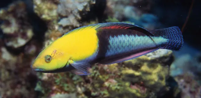 Yellowhead wrasse