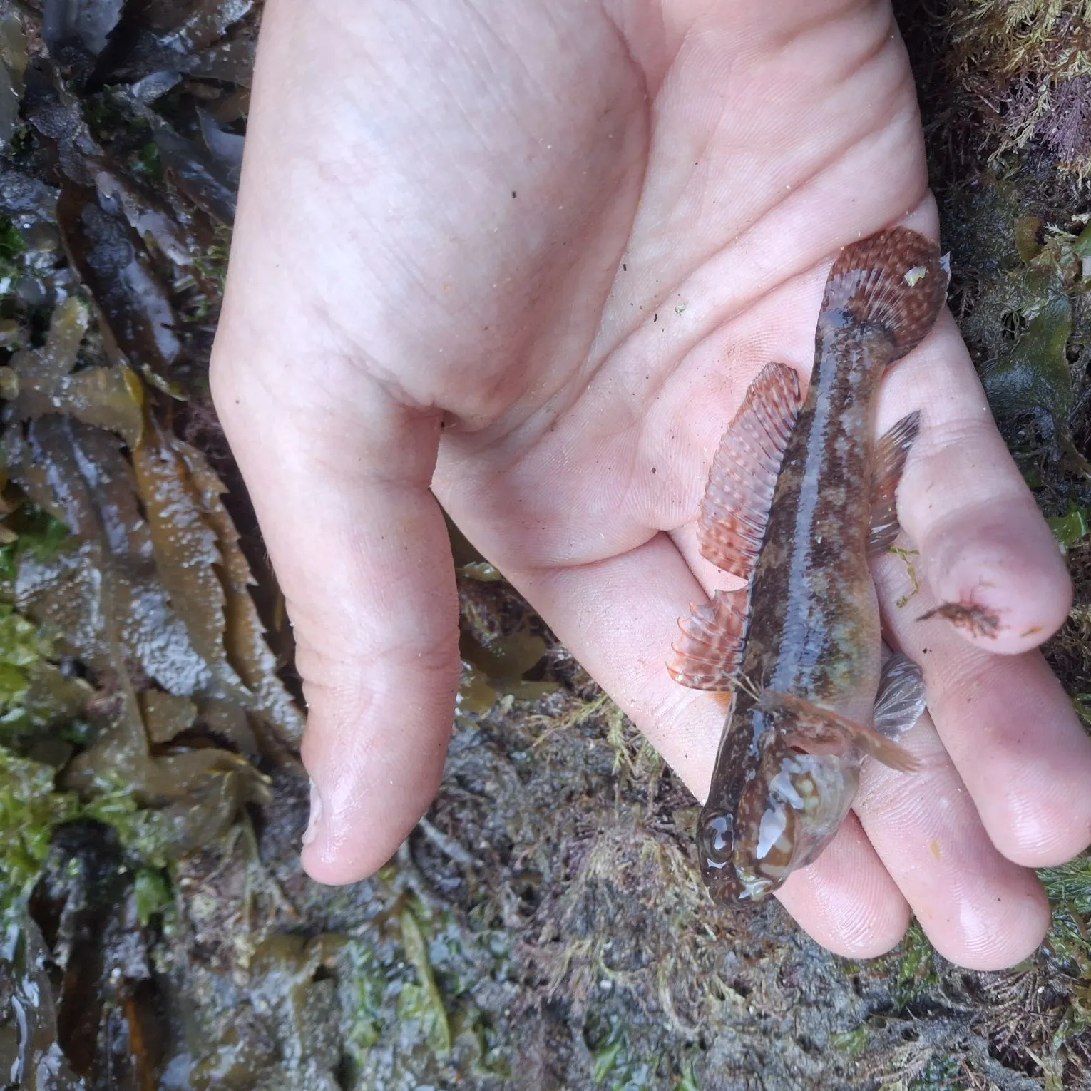 Rock goby caught on Fishbrain