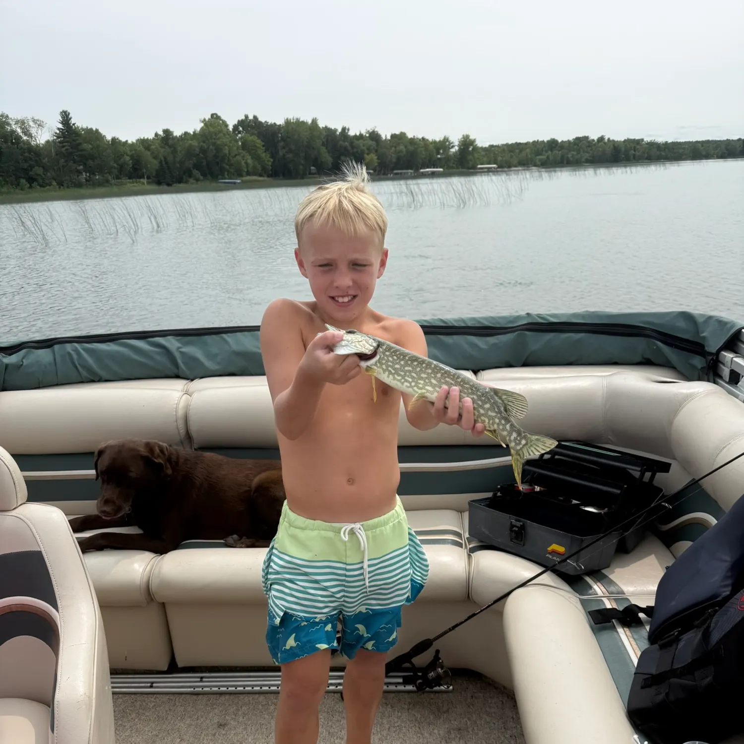 Northern pike caught on Fishbrain