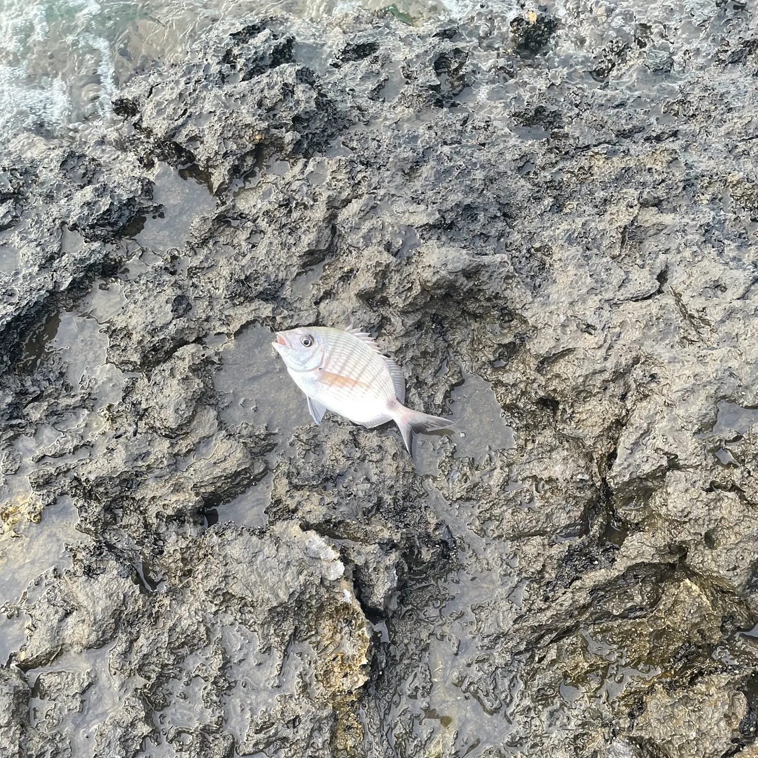 The most recent White seabream catches on Fishbrain