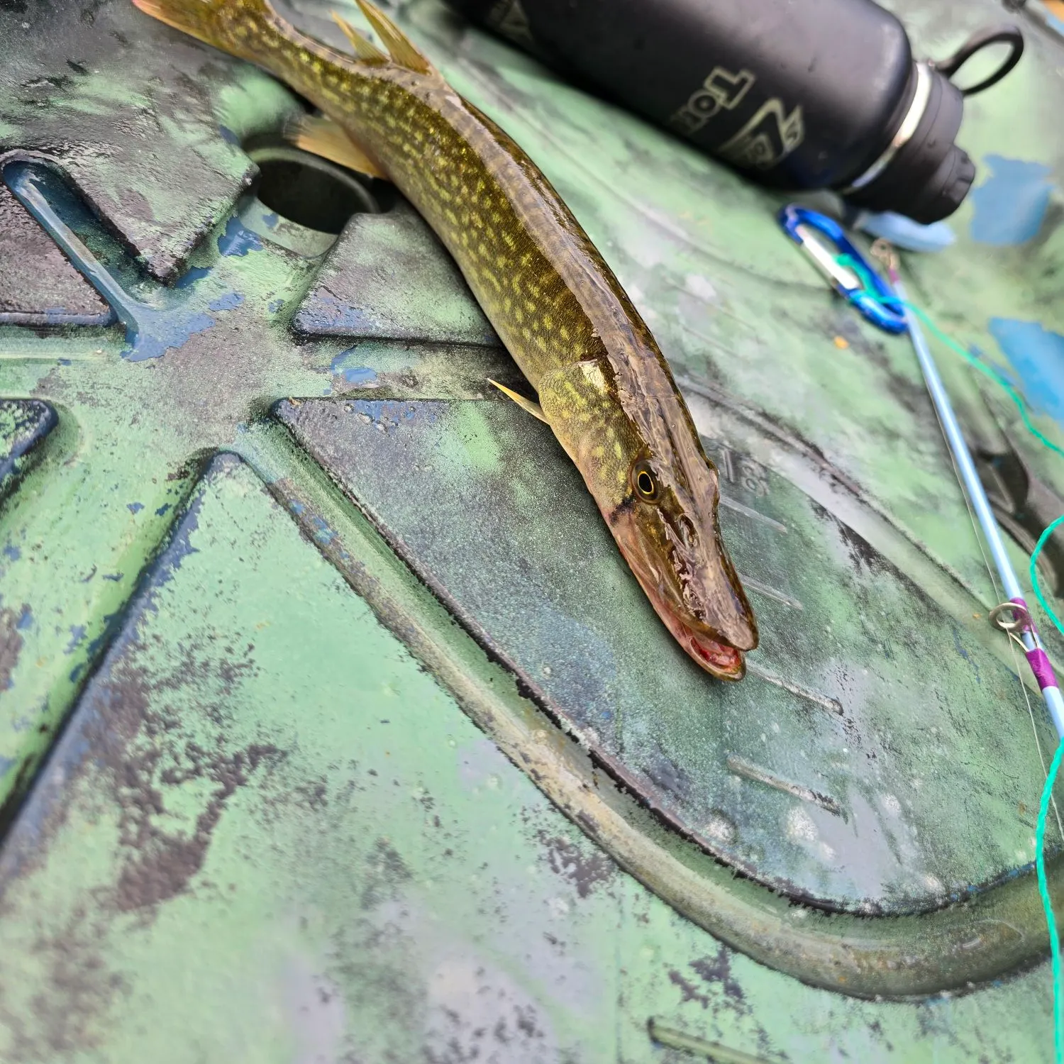 Northern pike caught on Fishbrain