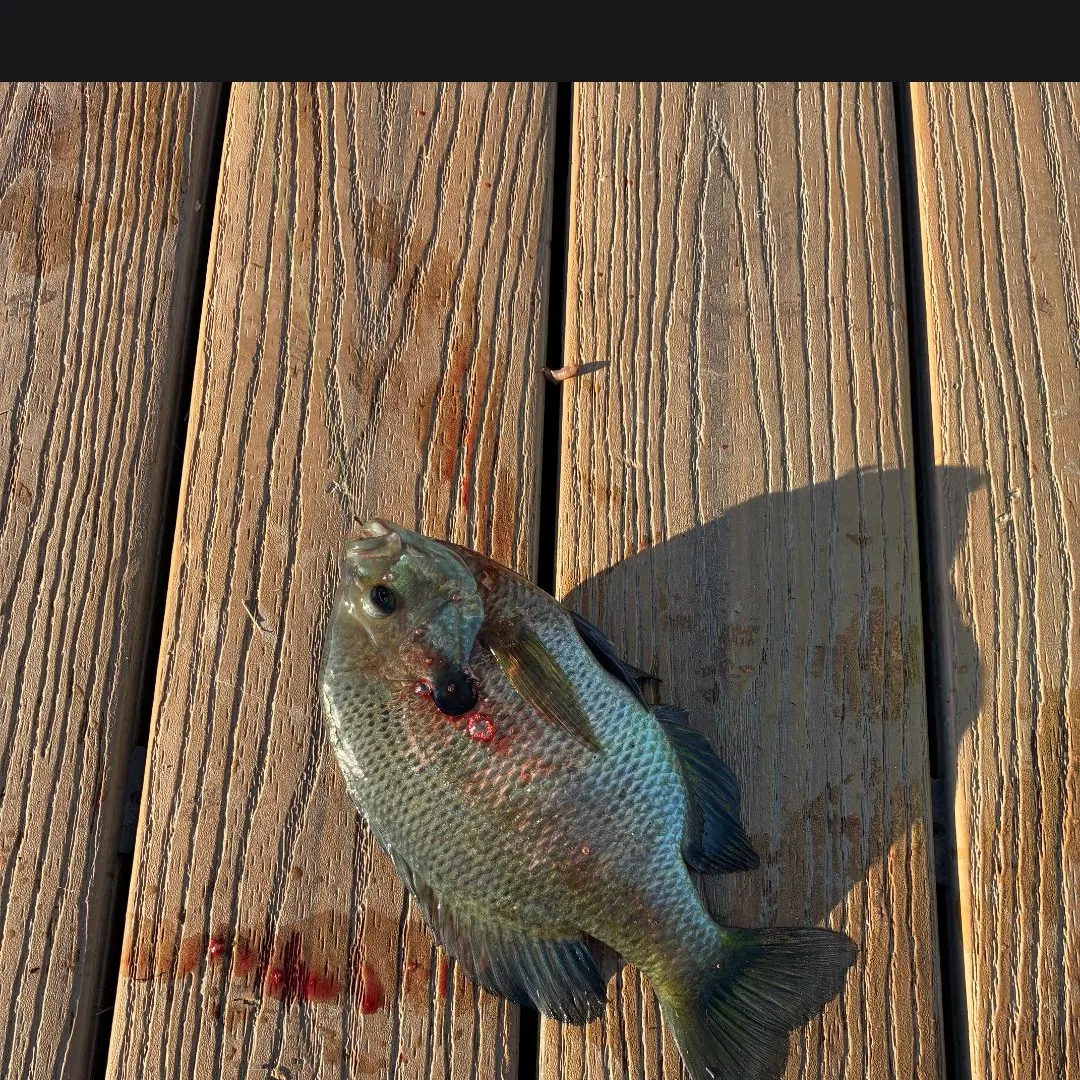 Bluegill caught on Fishbrain