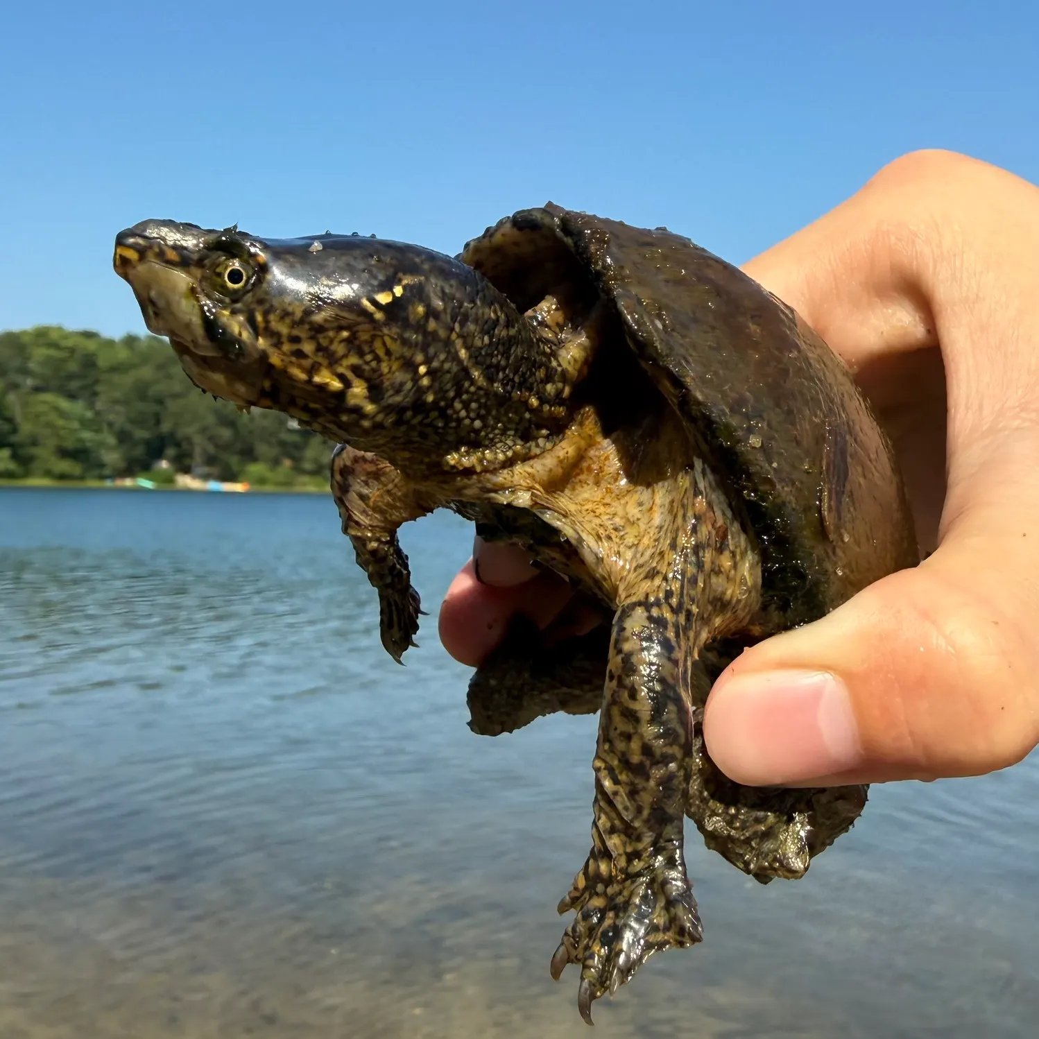 The most recent Eastern musk turtle catches on Fishbrain