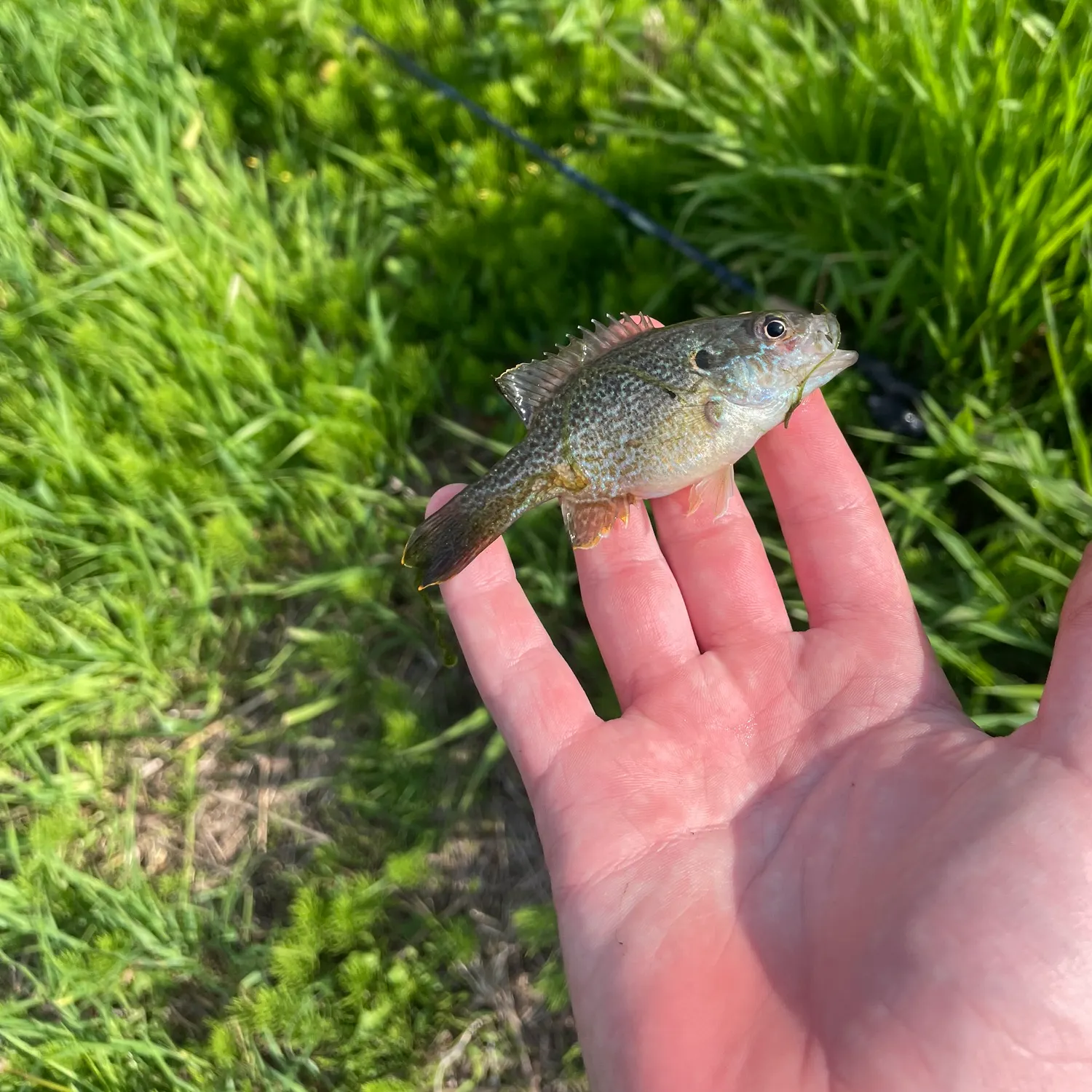 The most recent Wargill hybrid catches on Fishbrain