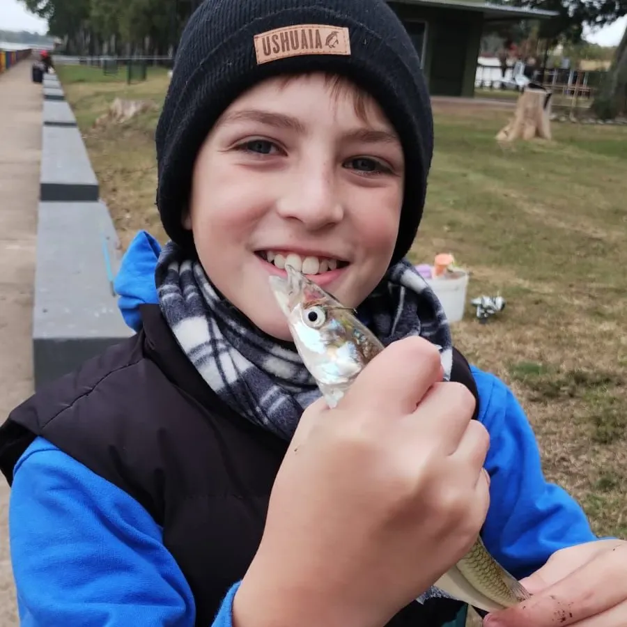 The most recent Argentinian silverside catches on Fishbrain