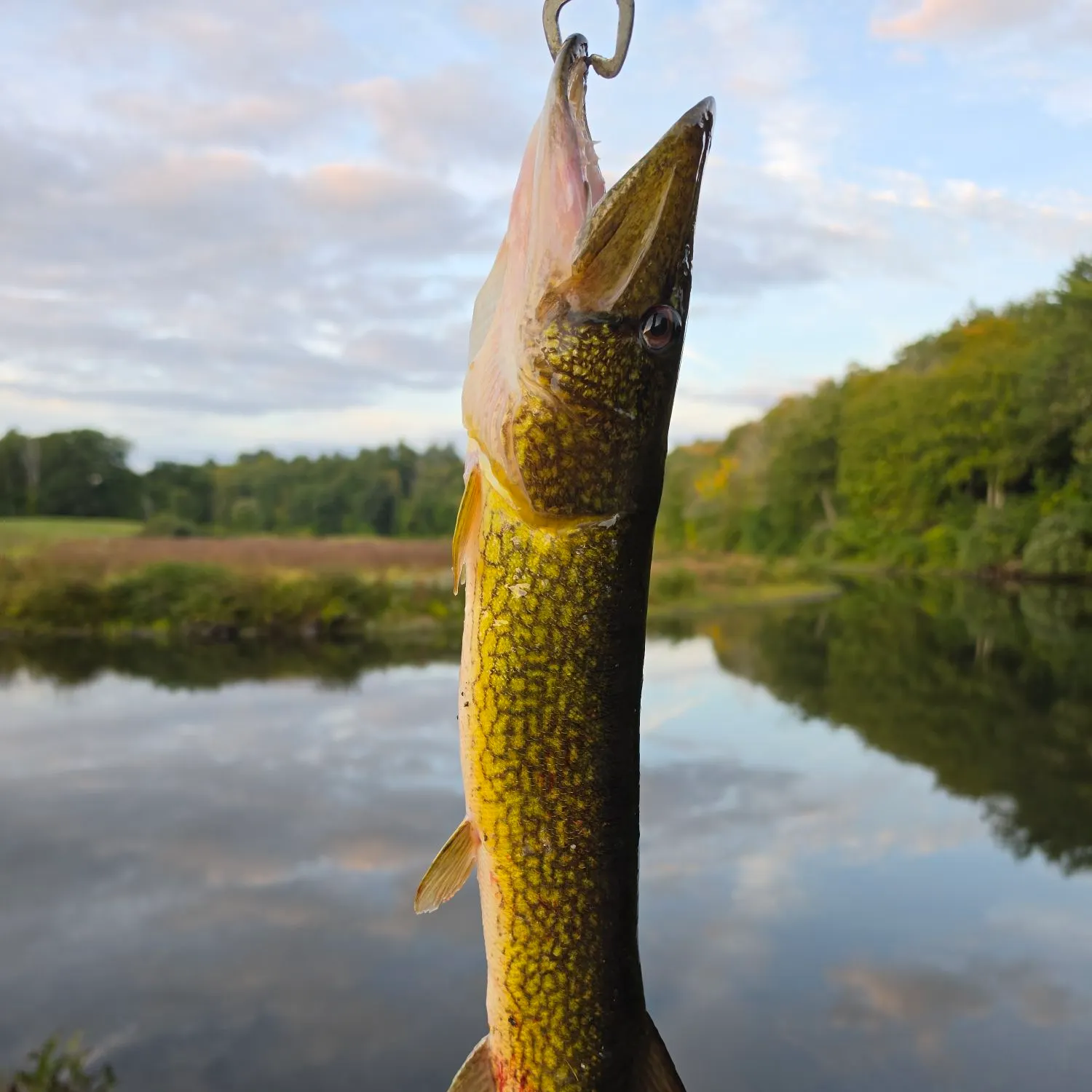 Chain pickerel caught on Fishbrain