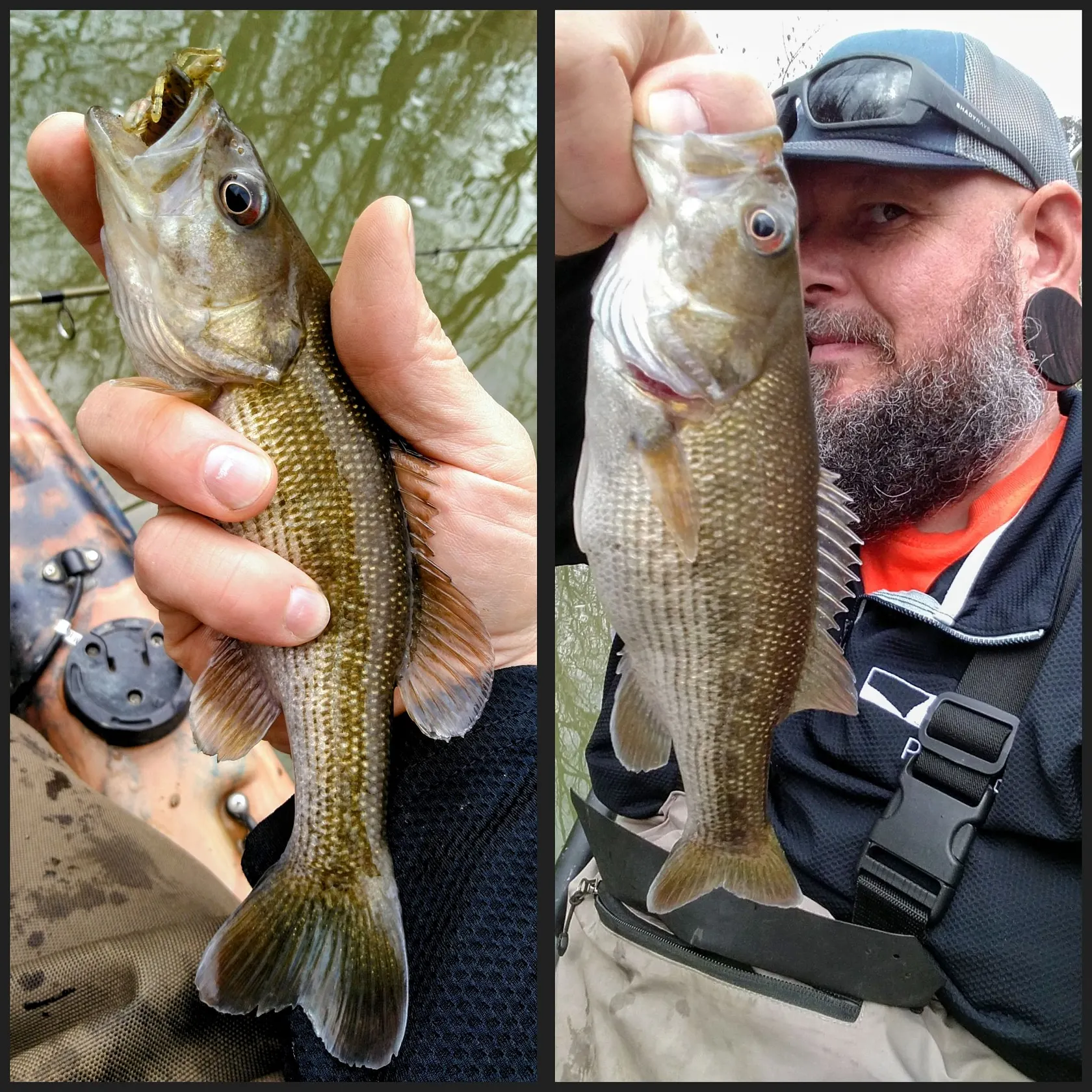 The most recent Redeye bass catches on Fishbrain