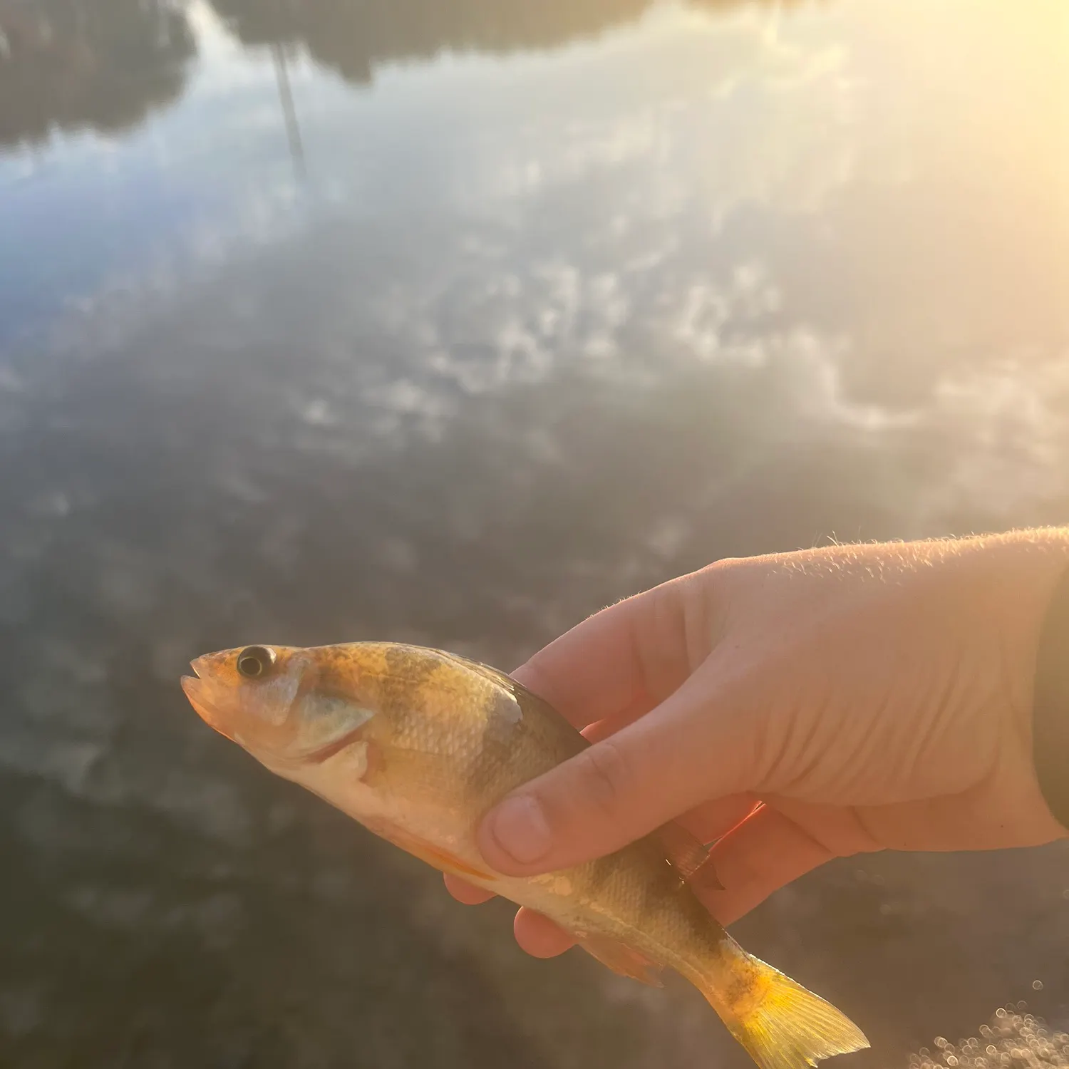 Yellow perch caught on Fishbrain