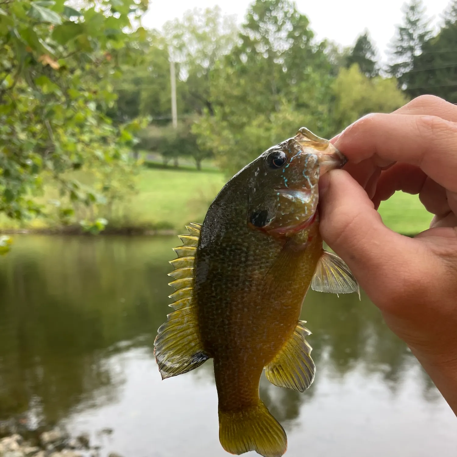 Green sunfish caught on Fishbrain