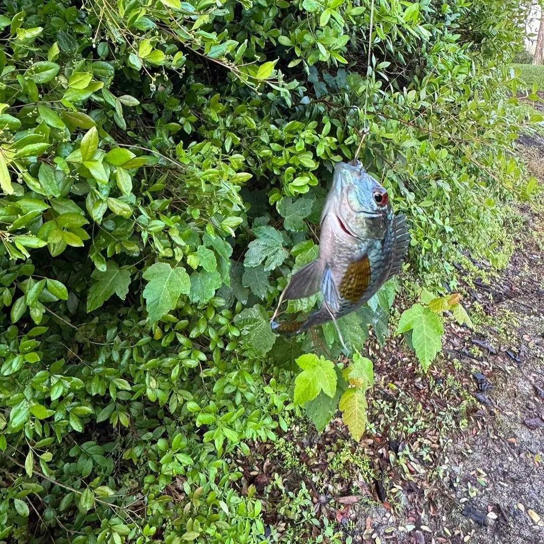 The most recent Chanchita catches on Fishbrain