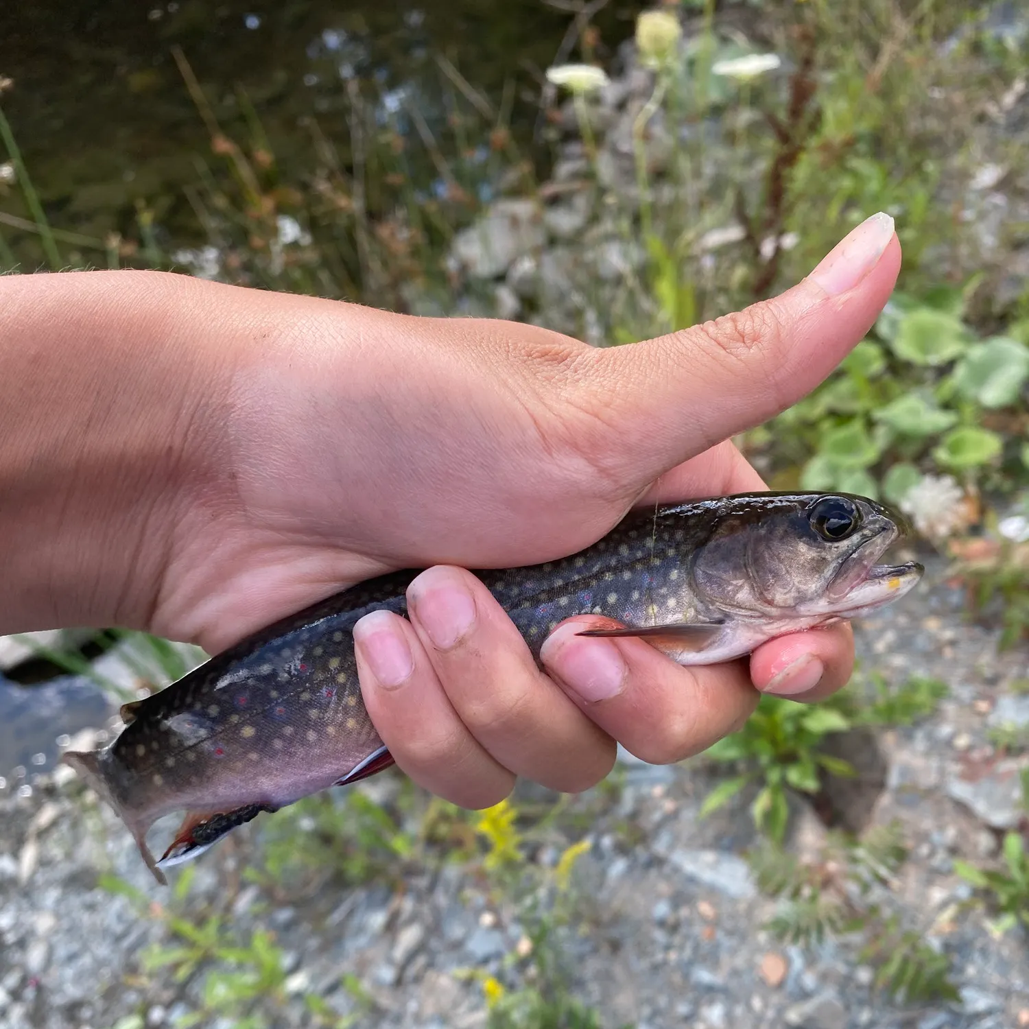 Brook trout caught on Fishbrain