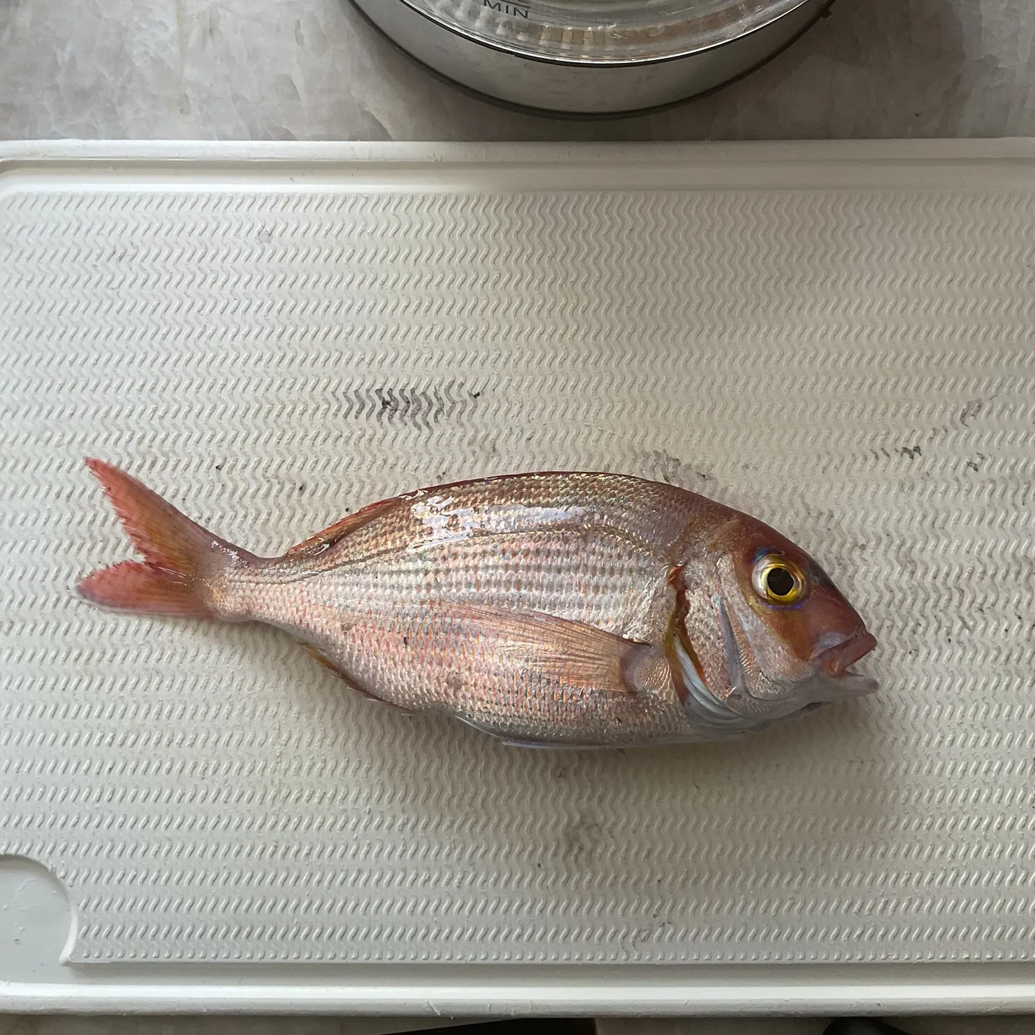 The most recent Australasian snapper catches on Fishbrain