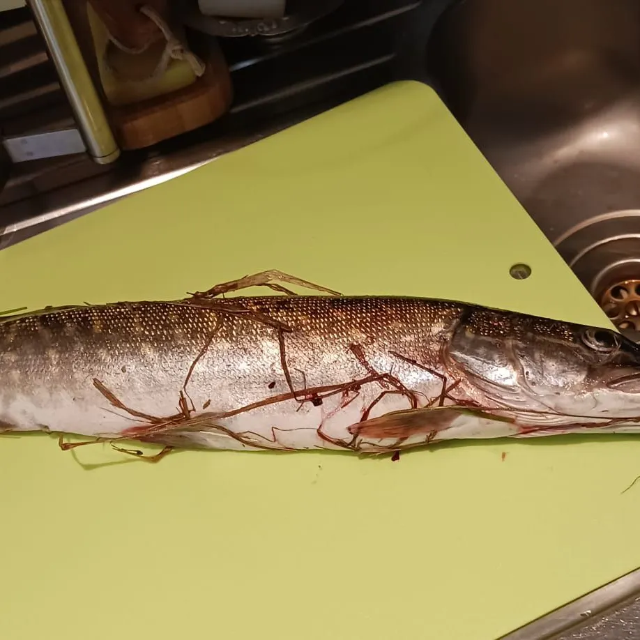 Northern pike caught on Fishbrain