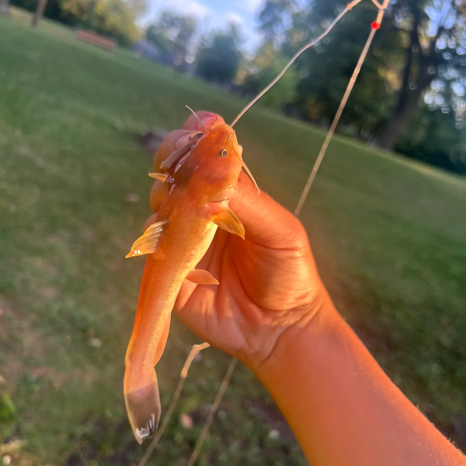 The most recent Stonecat catches on Fishbrain