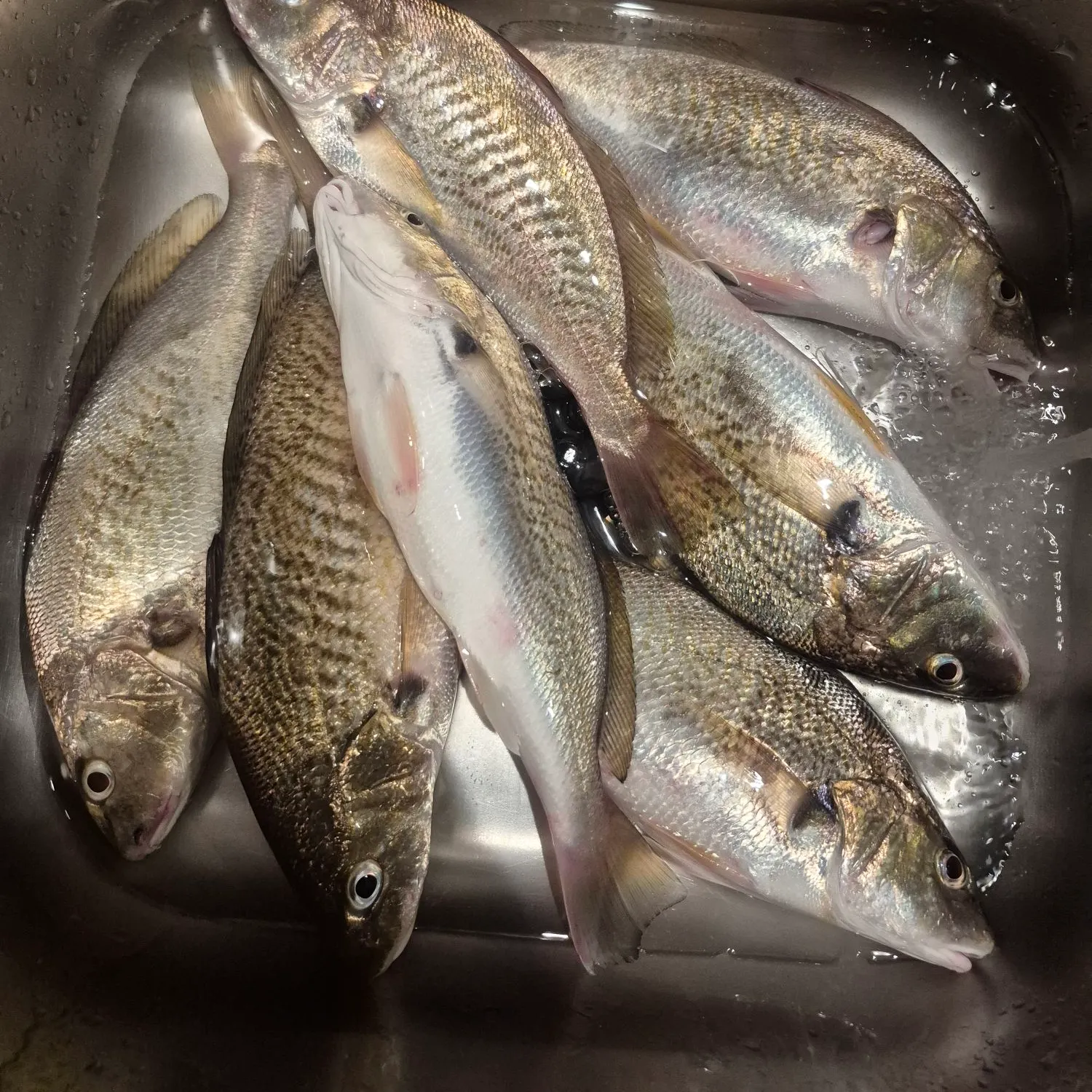 Atlantic croaker caught on Fishbrain