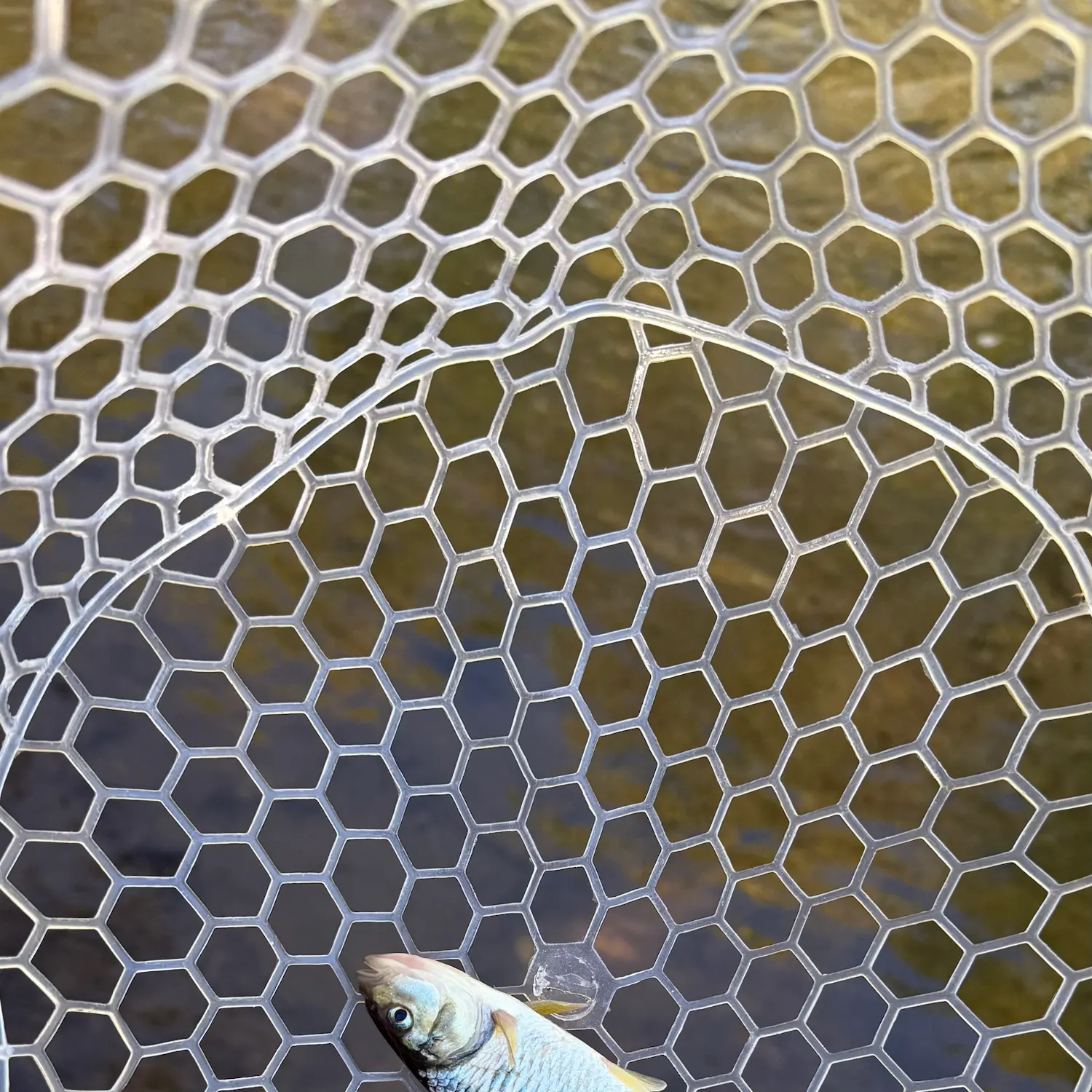 Common shiner caught on Fishbrain