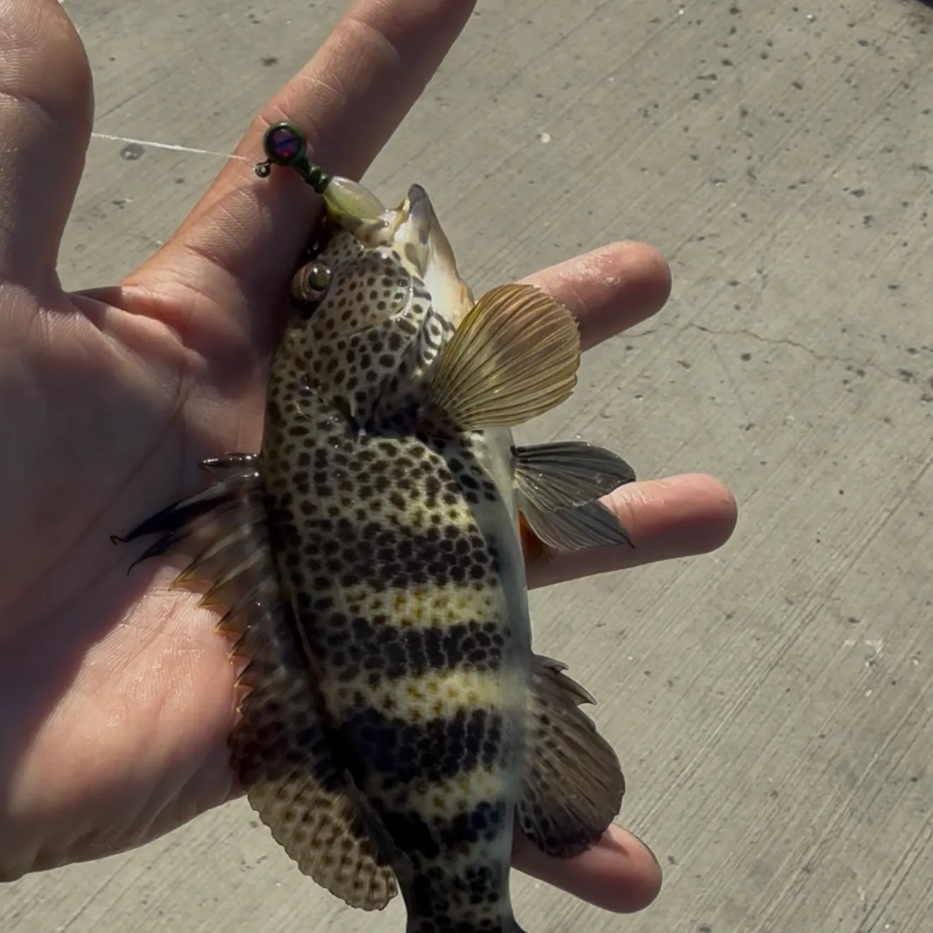 Spotted sand bass caught on Fishbrain