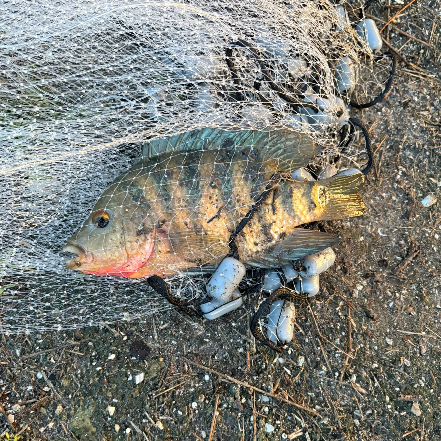 The most recent Mayan cichlid catches on Fishbrain