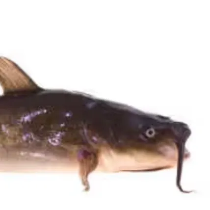 The most recent North African catfish catches on Fishbrain