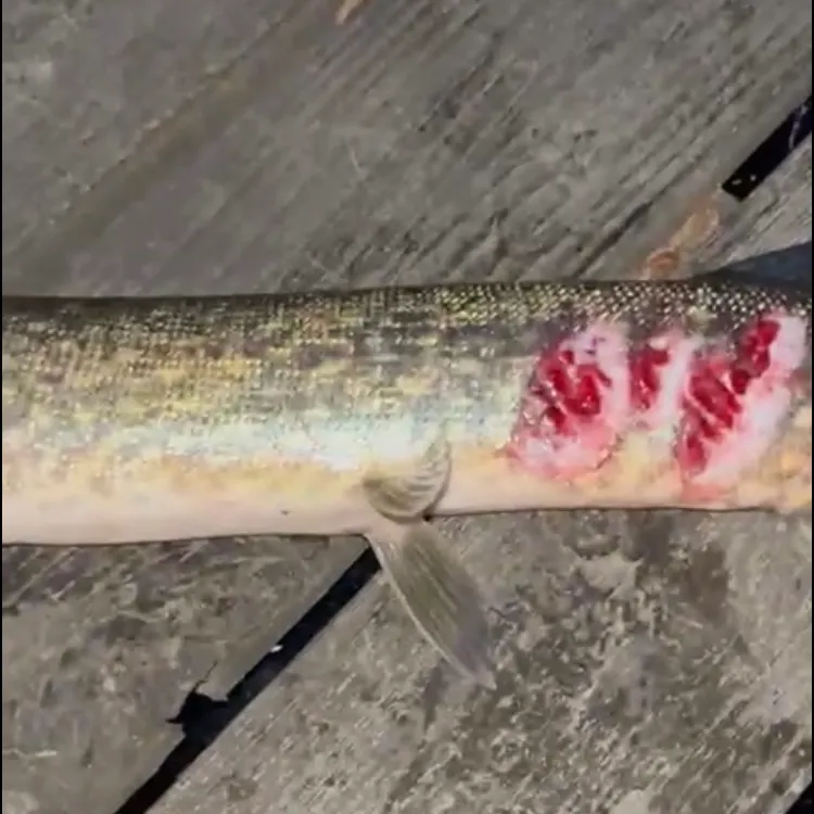 Northern pike caught on Fishbrain