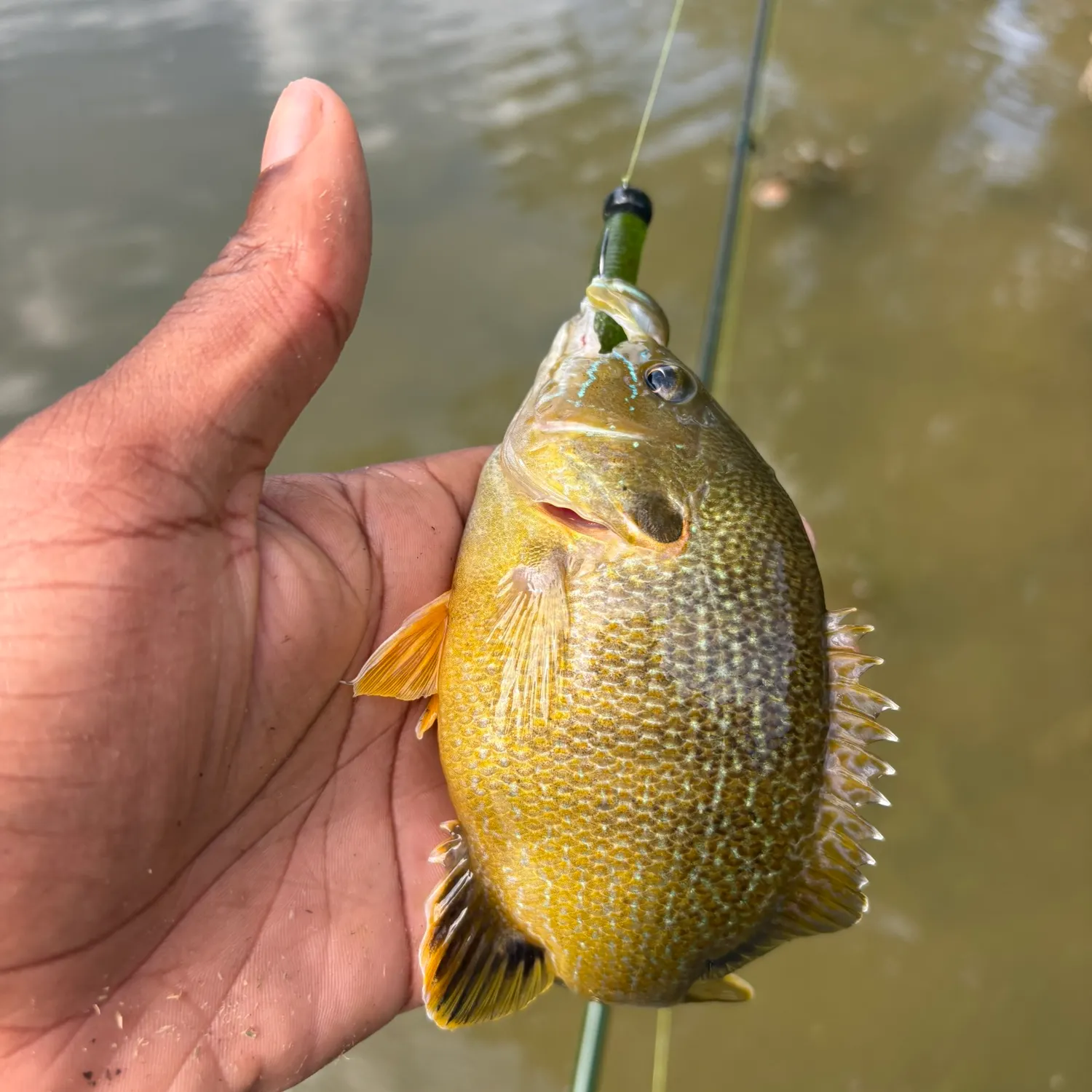Green sunfish caught on Fishbrain