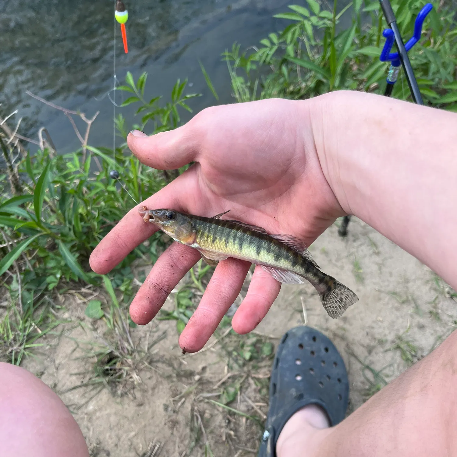 most liked catch image