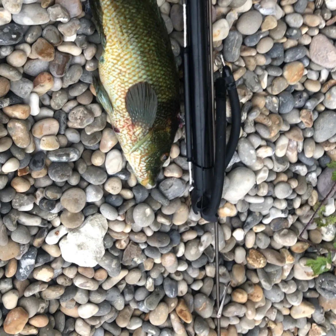 The most recent Ballan wrasse catches on Fishbrain