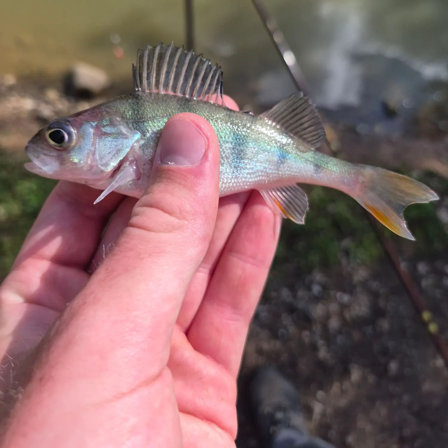 European perch caught on Fishbrain