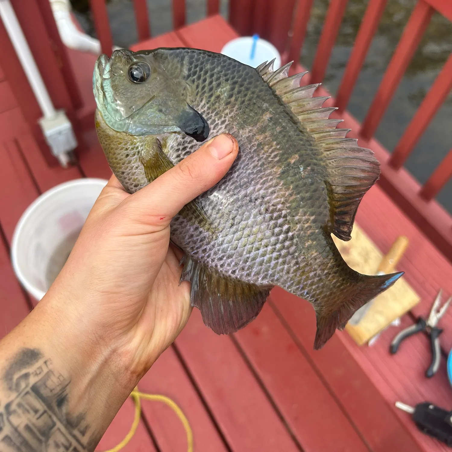 recently logged catches