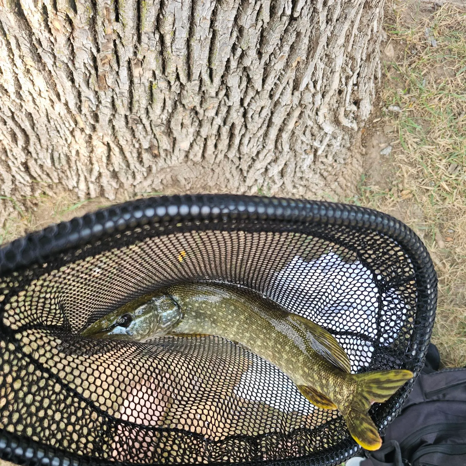 Northern pike caught on Fishbrain