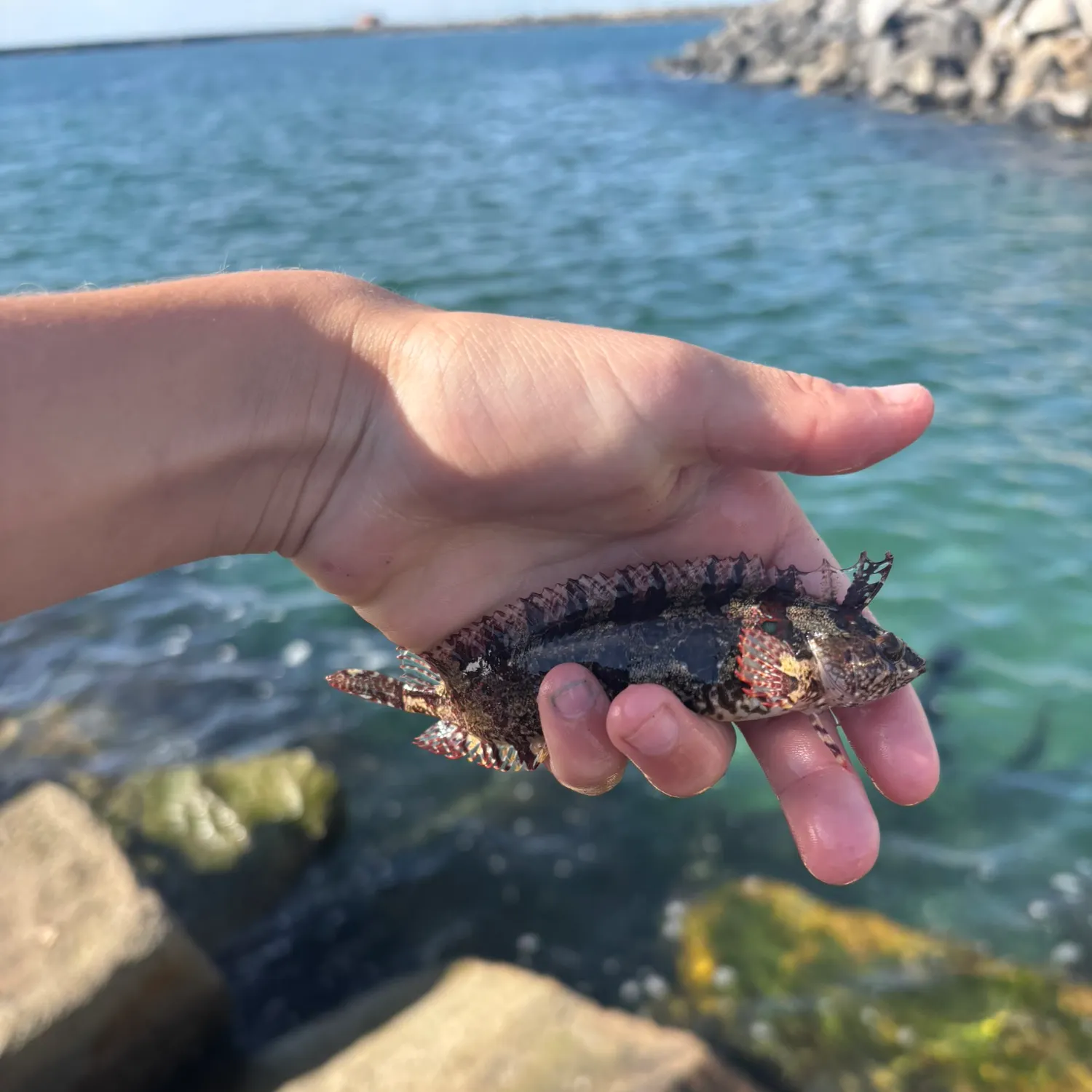 The most recent Spotted kelpfish catches on Fishbrain