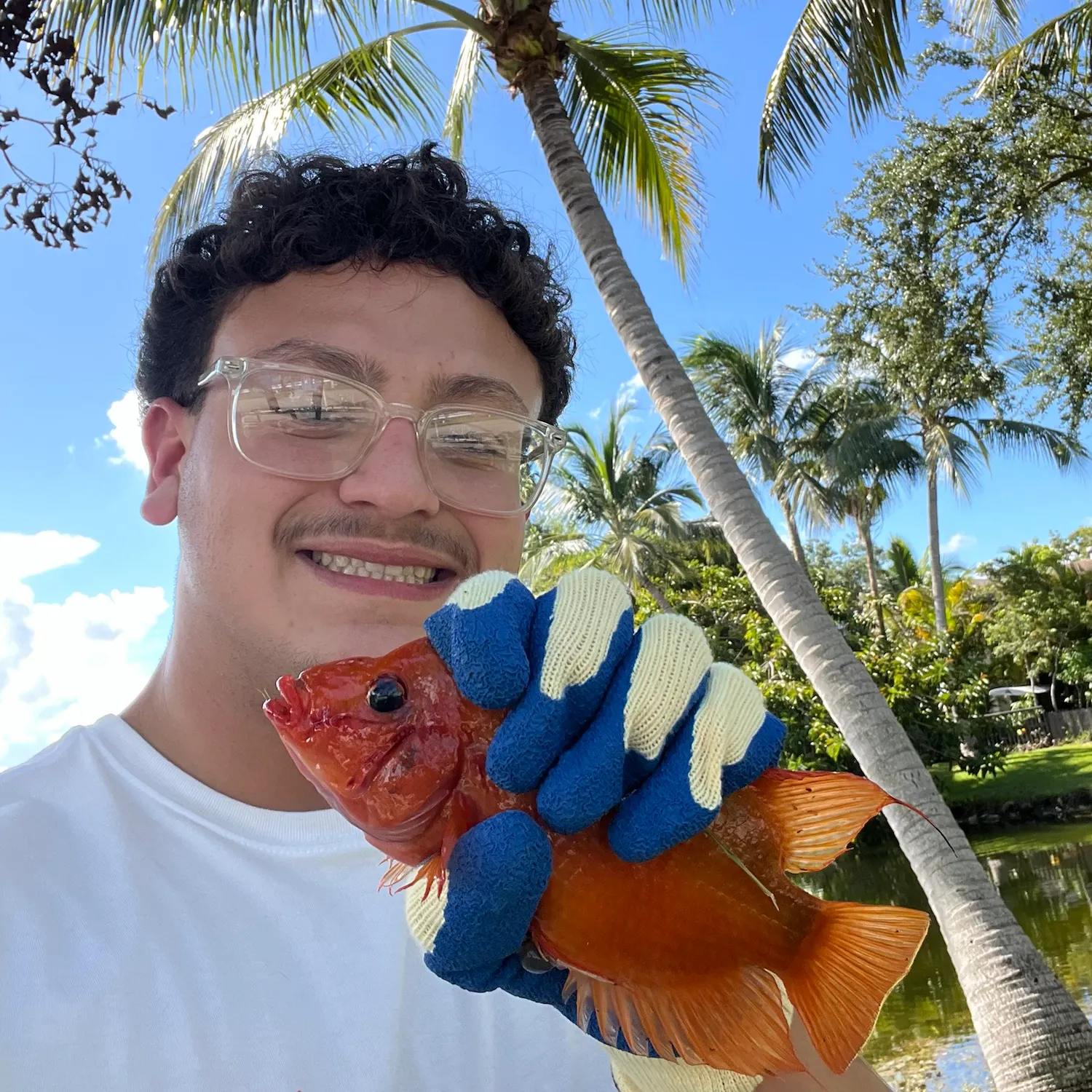 Midas cichlid caught on Fishbrain