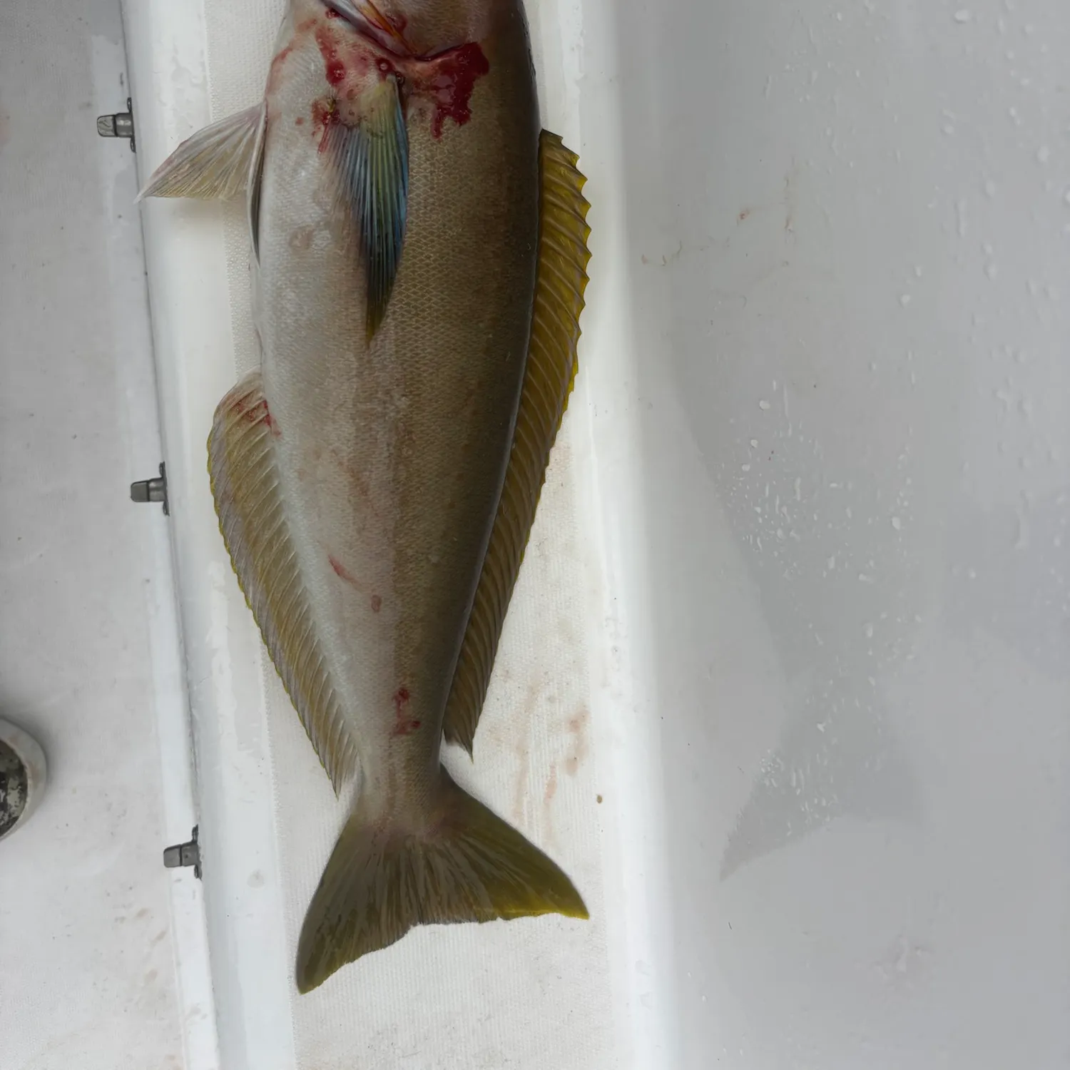 The most recent Ocean whitefish catches on Fishbrain