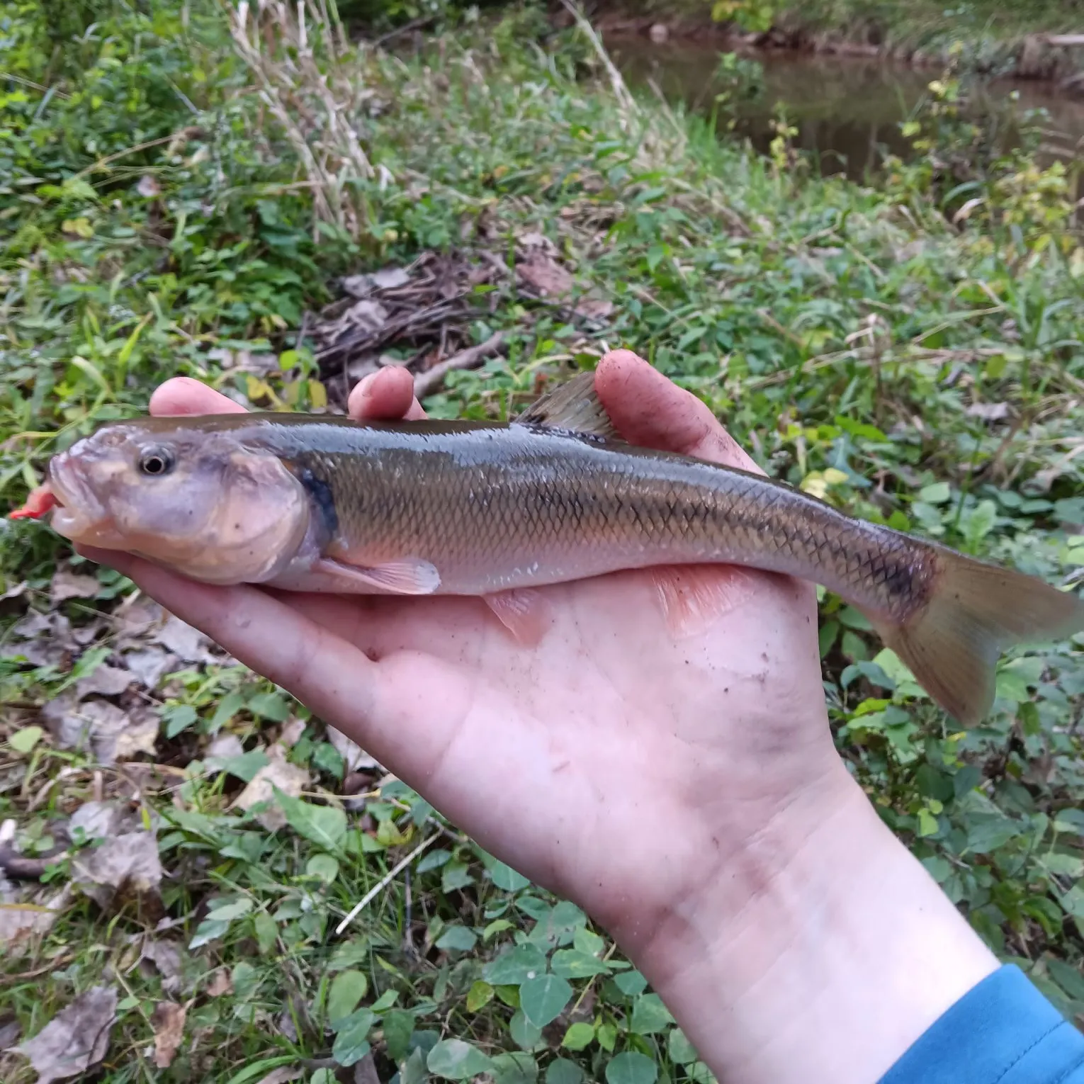 Creek chub caught on Fishbrain