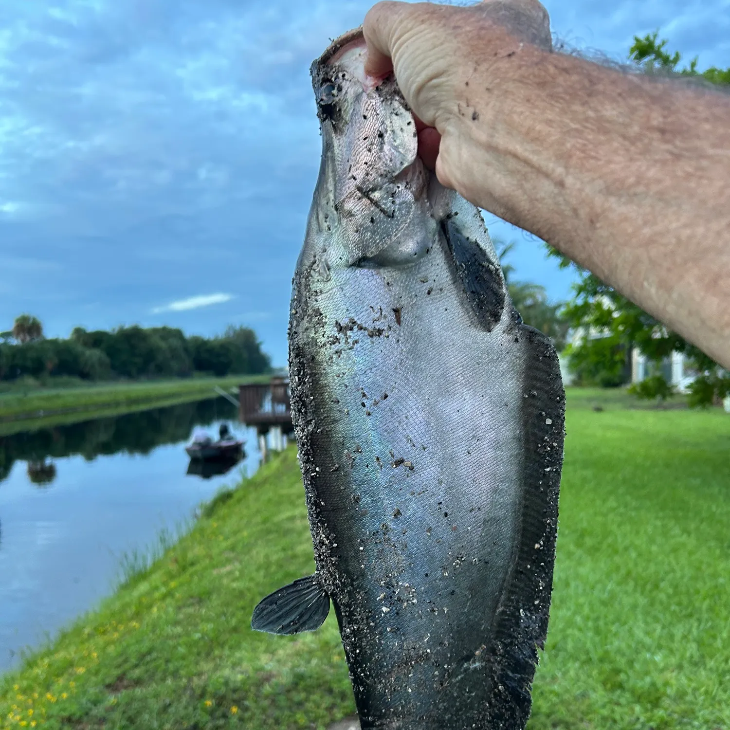 The most recent Clown knifefish catches on Fishbrain